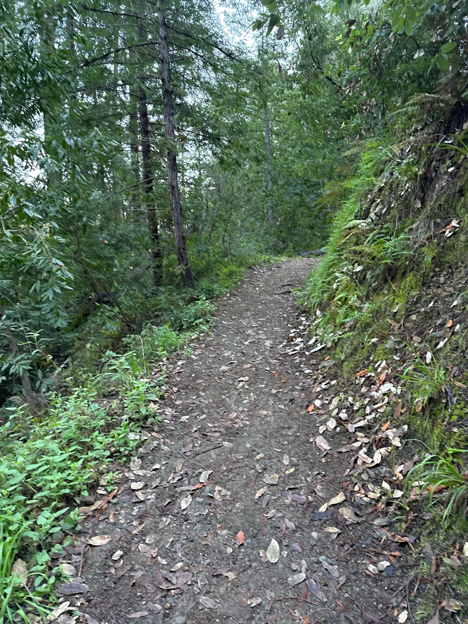 Buzzards Roost Trail