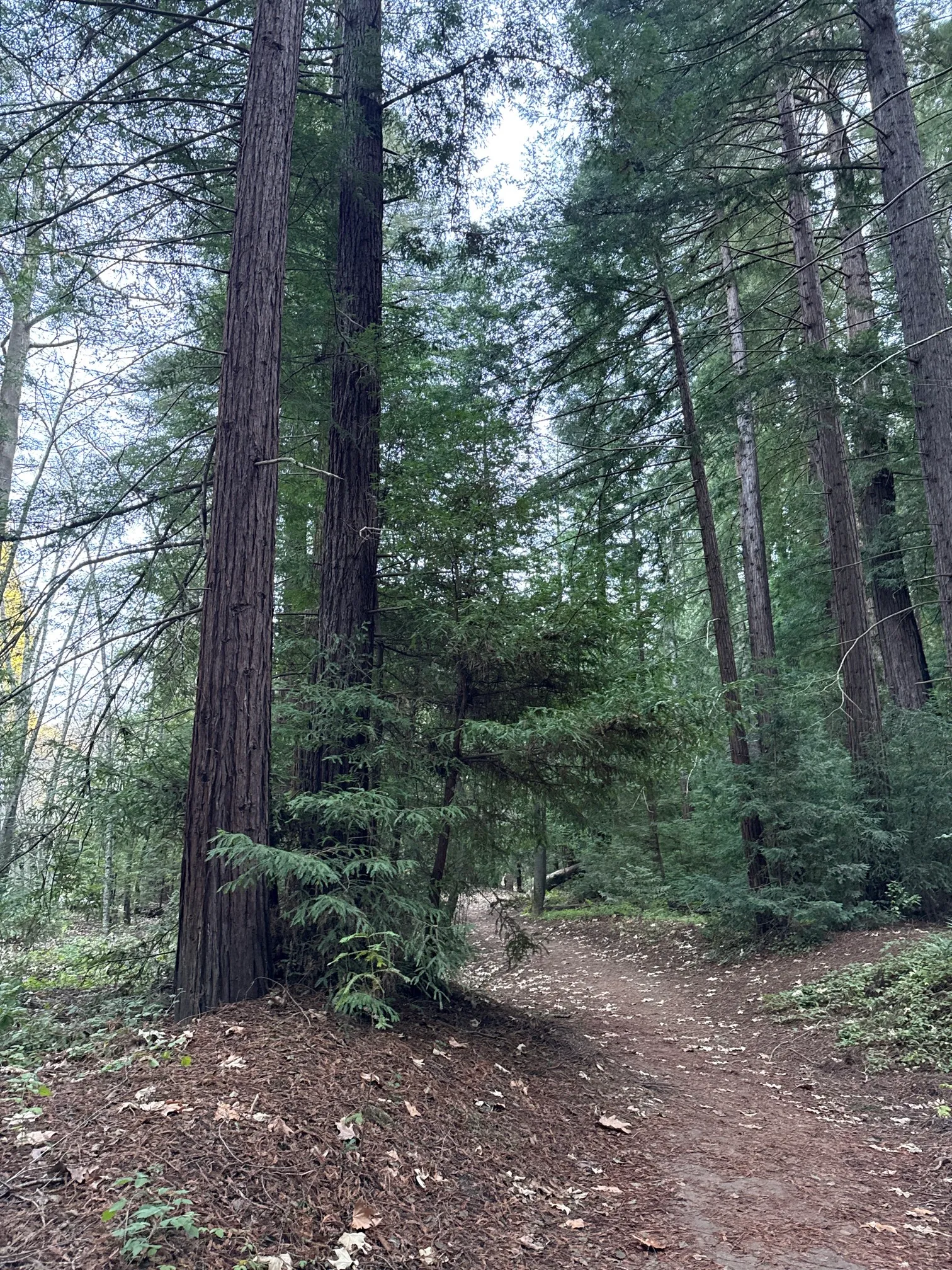Buzzards Roost Trail