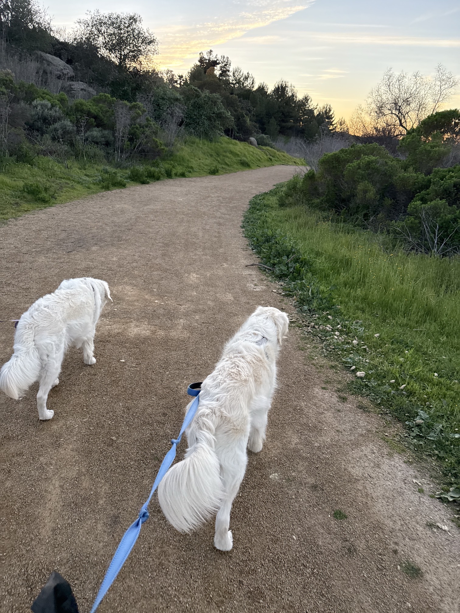 Guajome Regional Park Trail