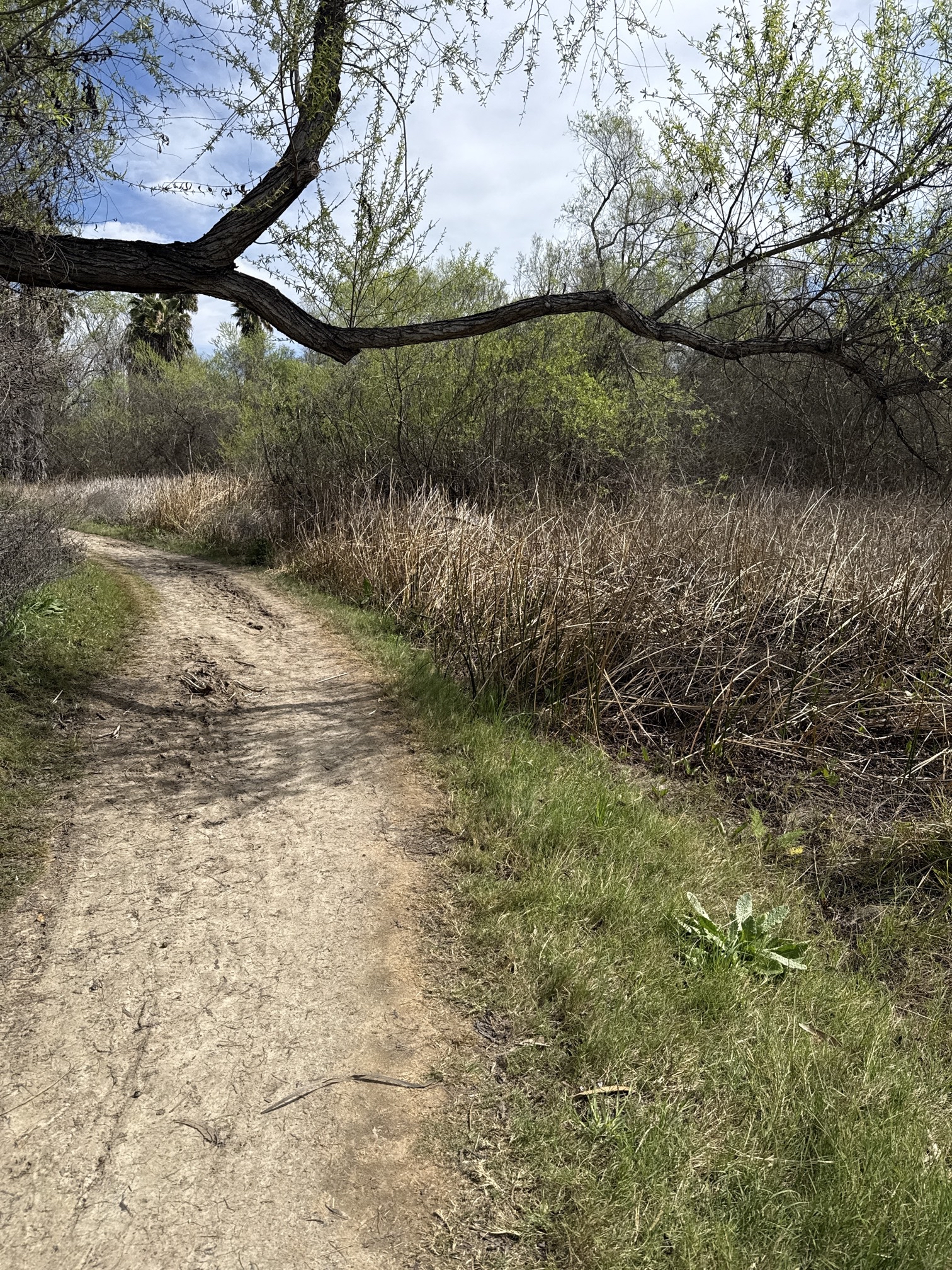 Guajome Regional Park Trail