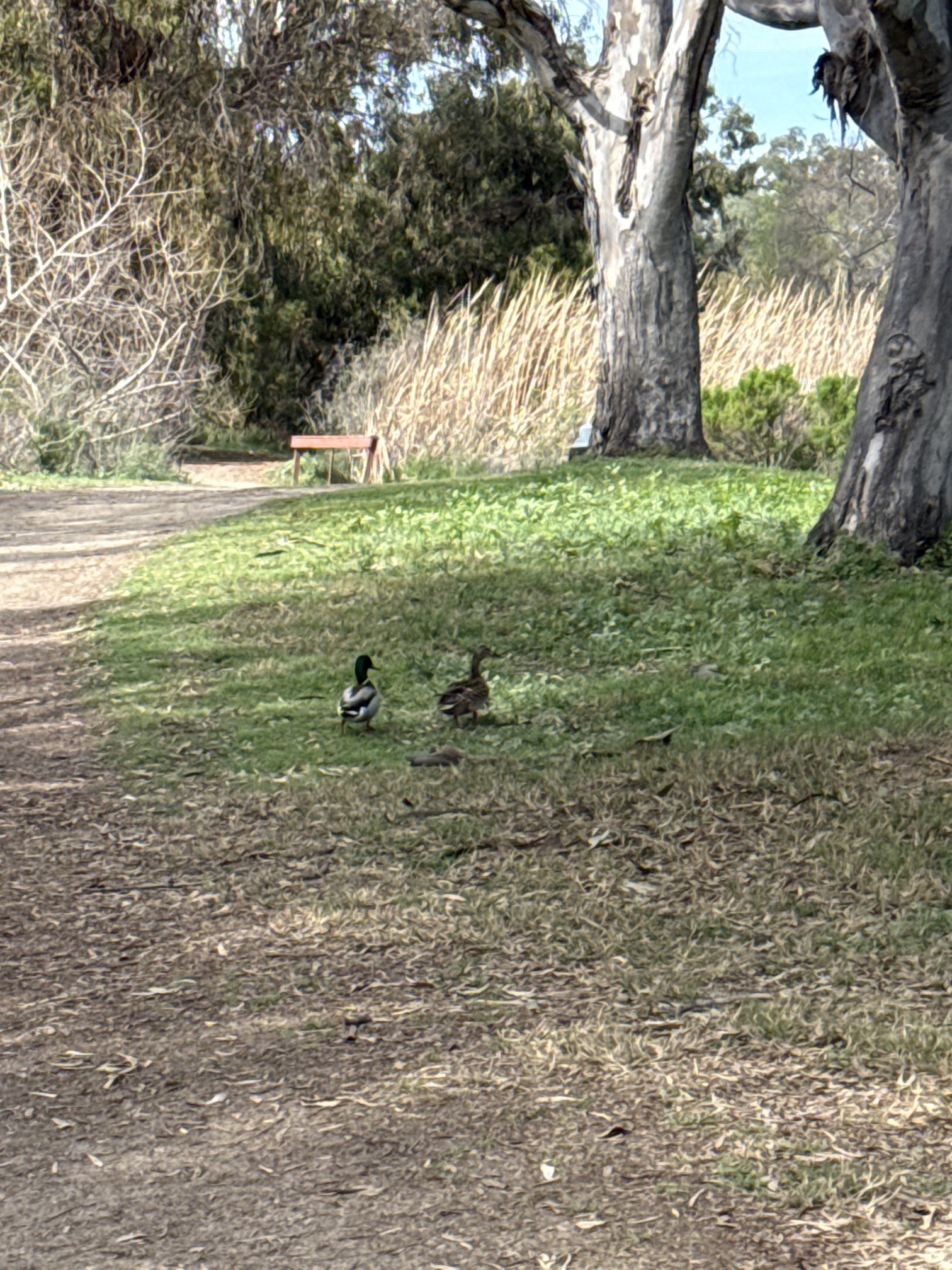 Guajome Regional Park Trail