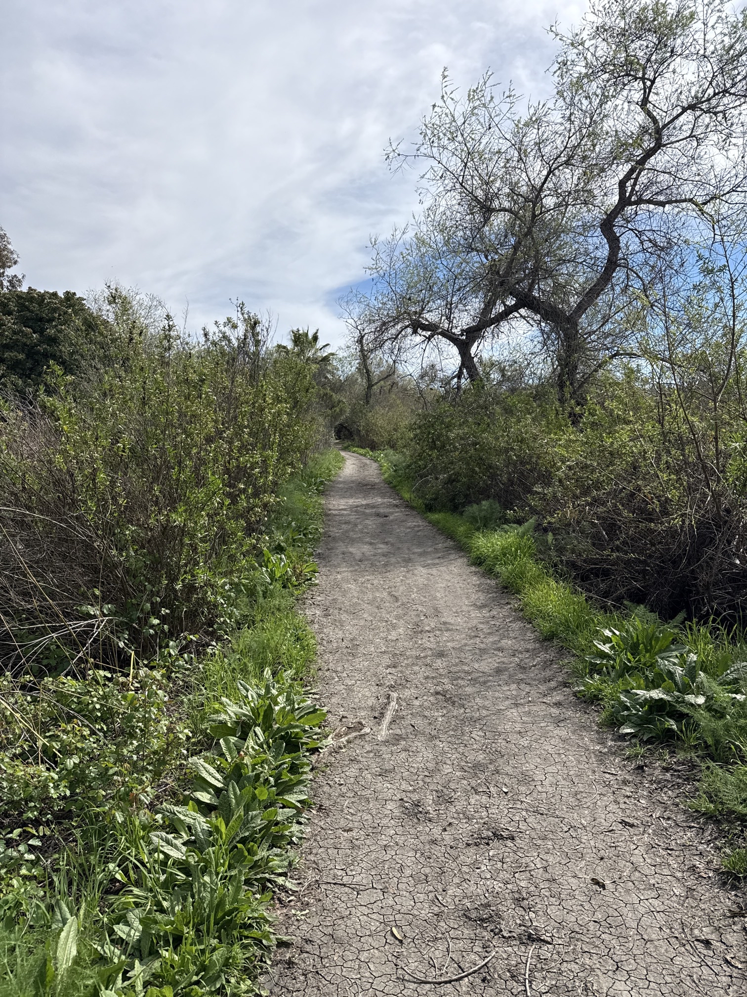 Guajome Regional Park Trail