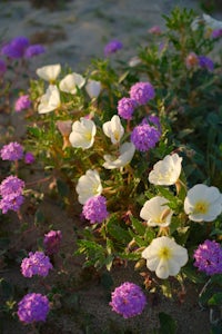 Borrego Wildflower Field