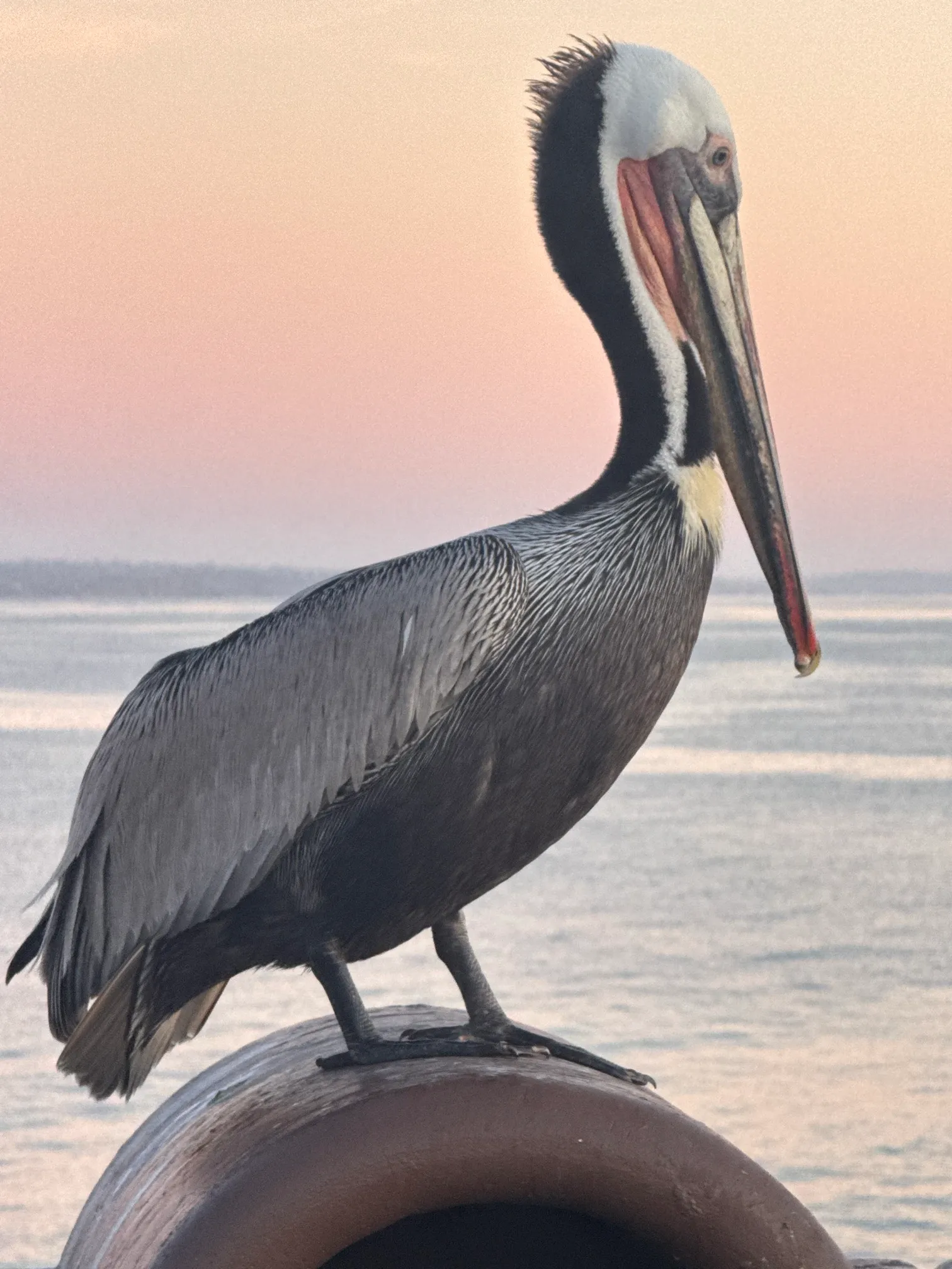 Catch a Sunset at Oceanside Pier
