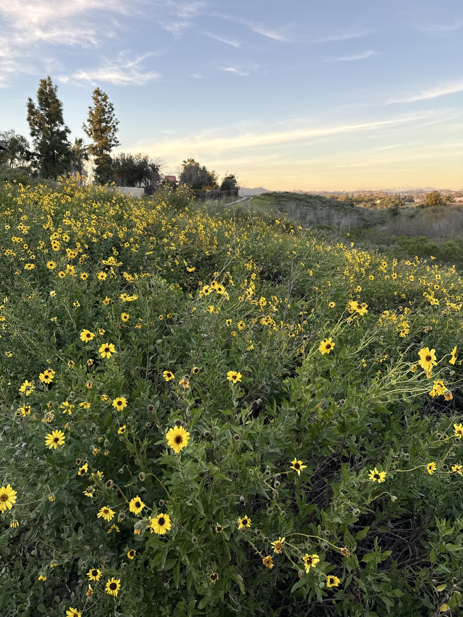 Guajome Regional Park Trail