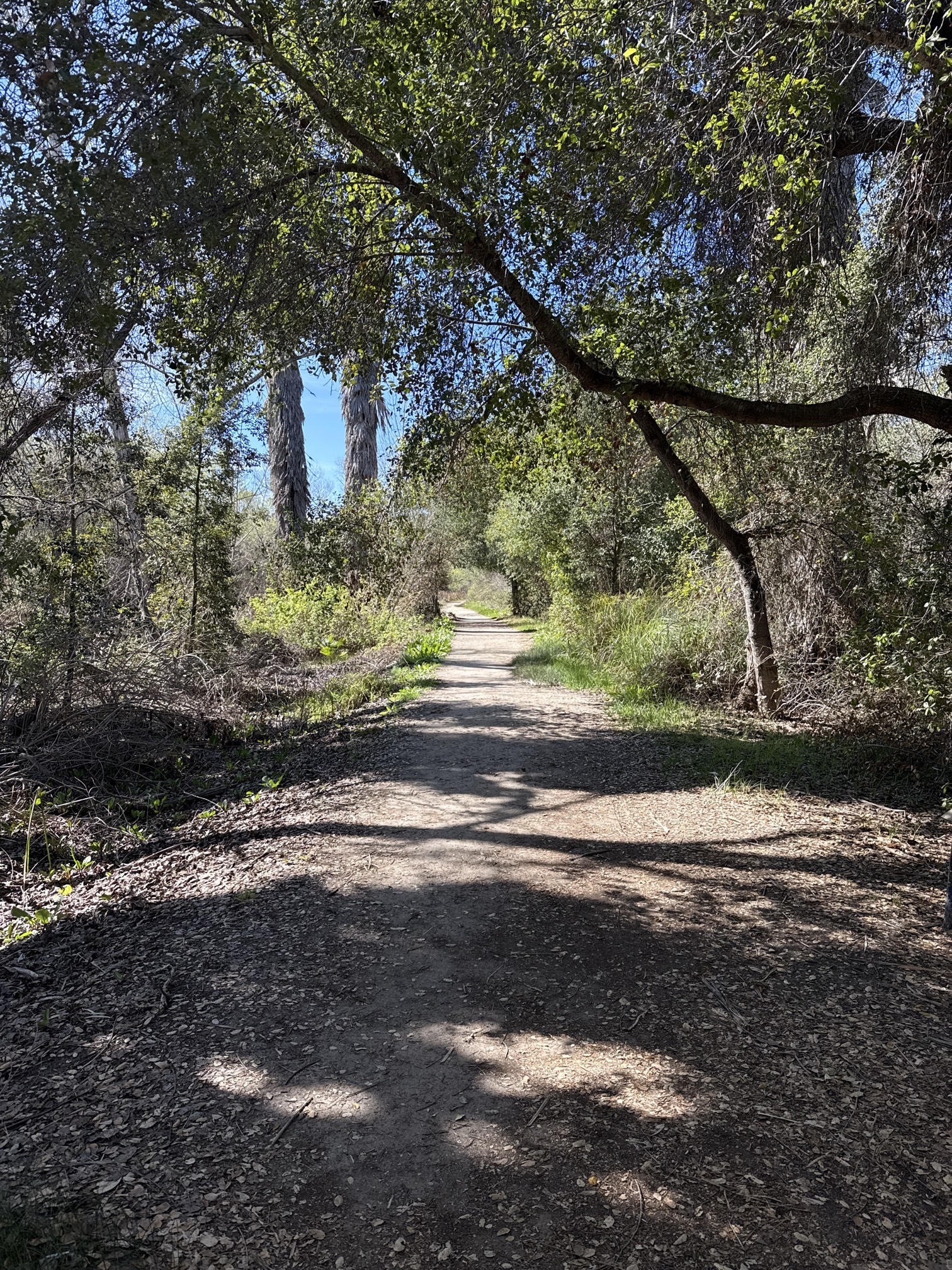 Guajome Regional Park Trail