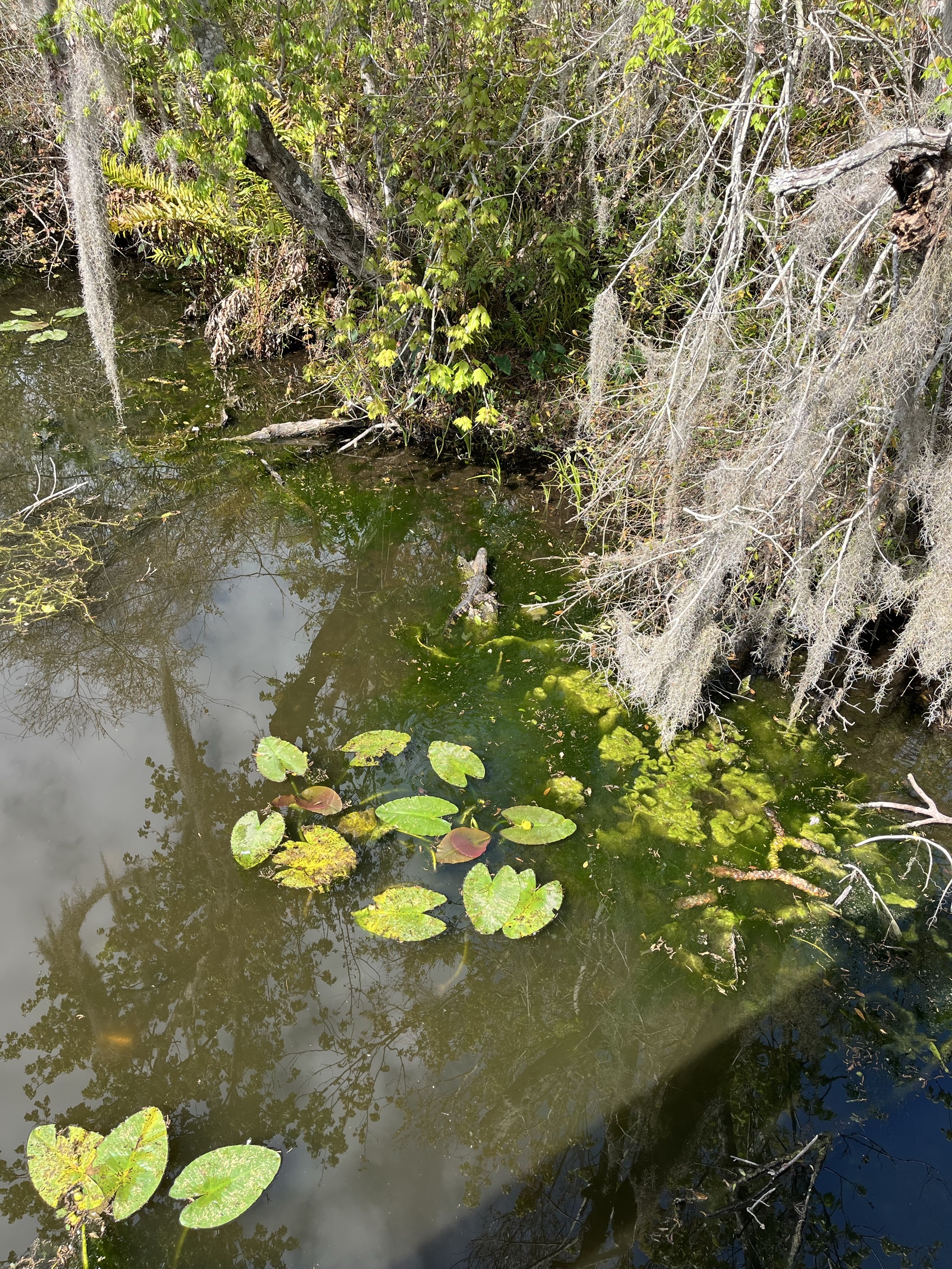 Sawgrass Lake Park Trail