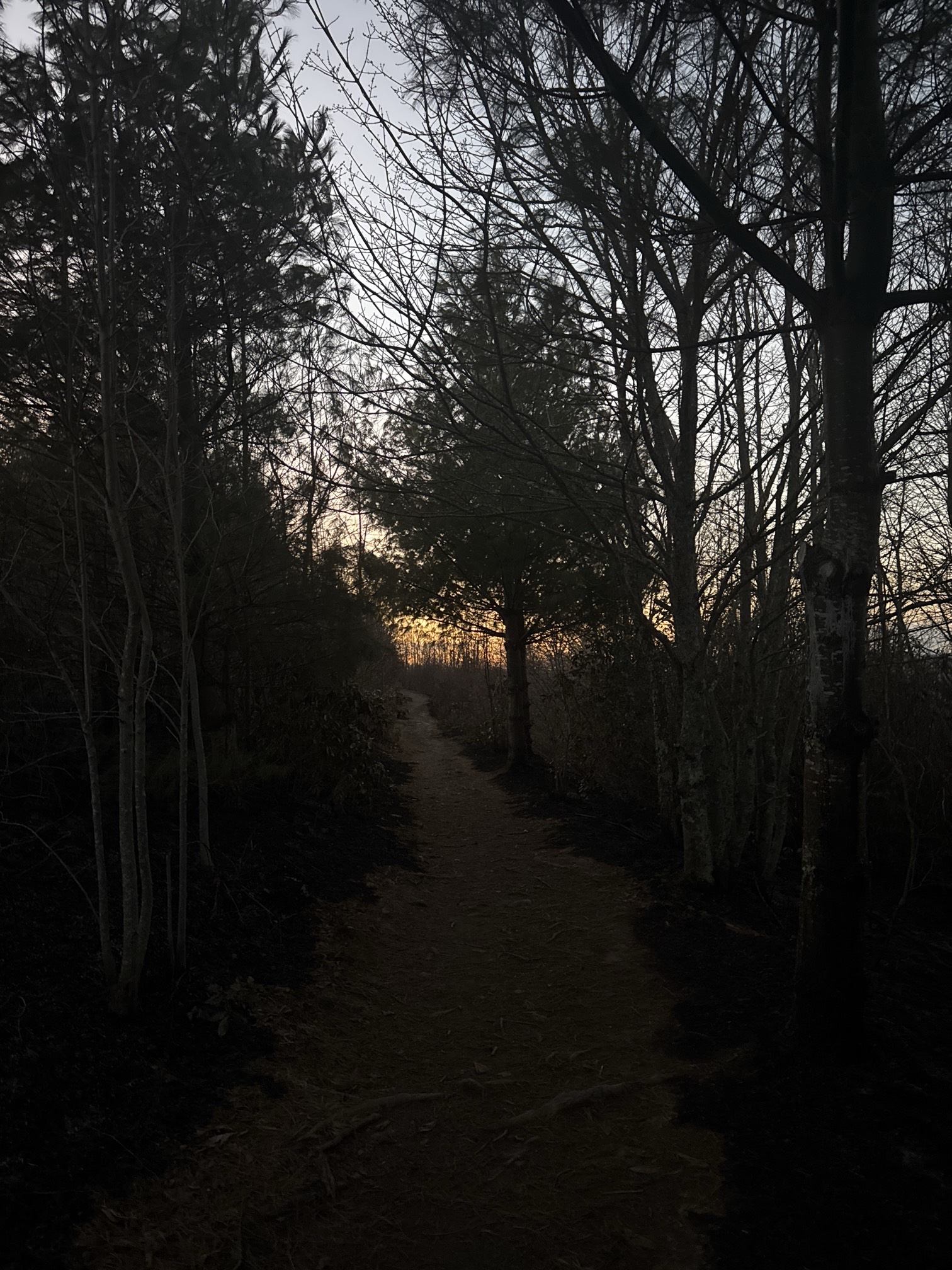 Max Patch Mountain