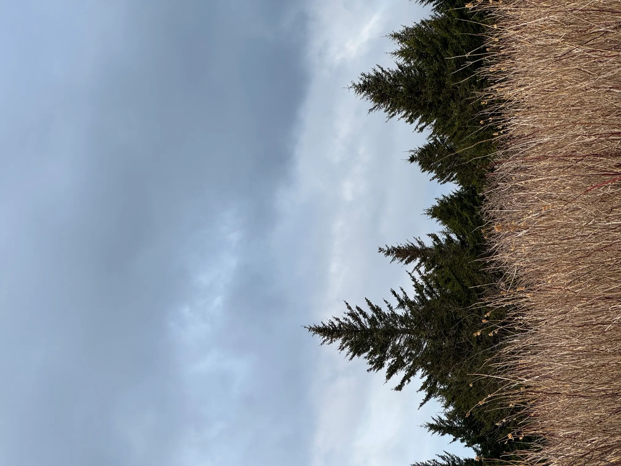 Black Balsam Knob via Art Loeb Trail 
