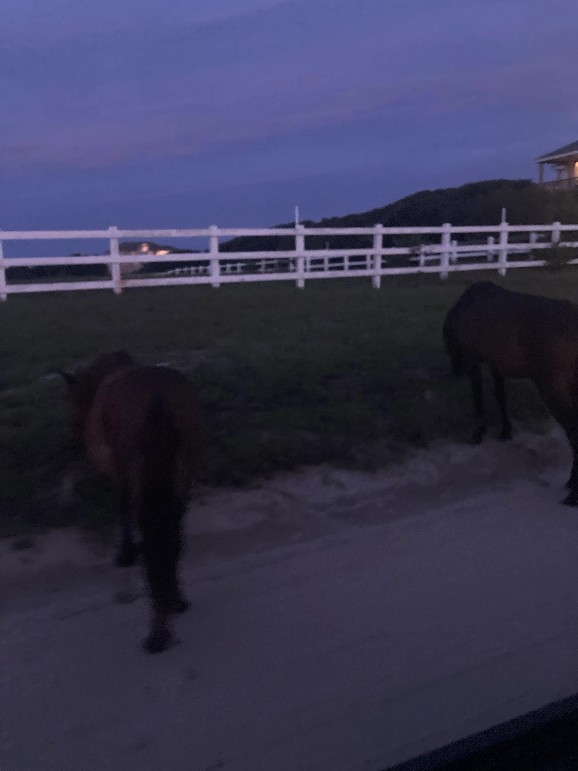 Wild Horses in Currituck National Wildlife Refuge