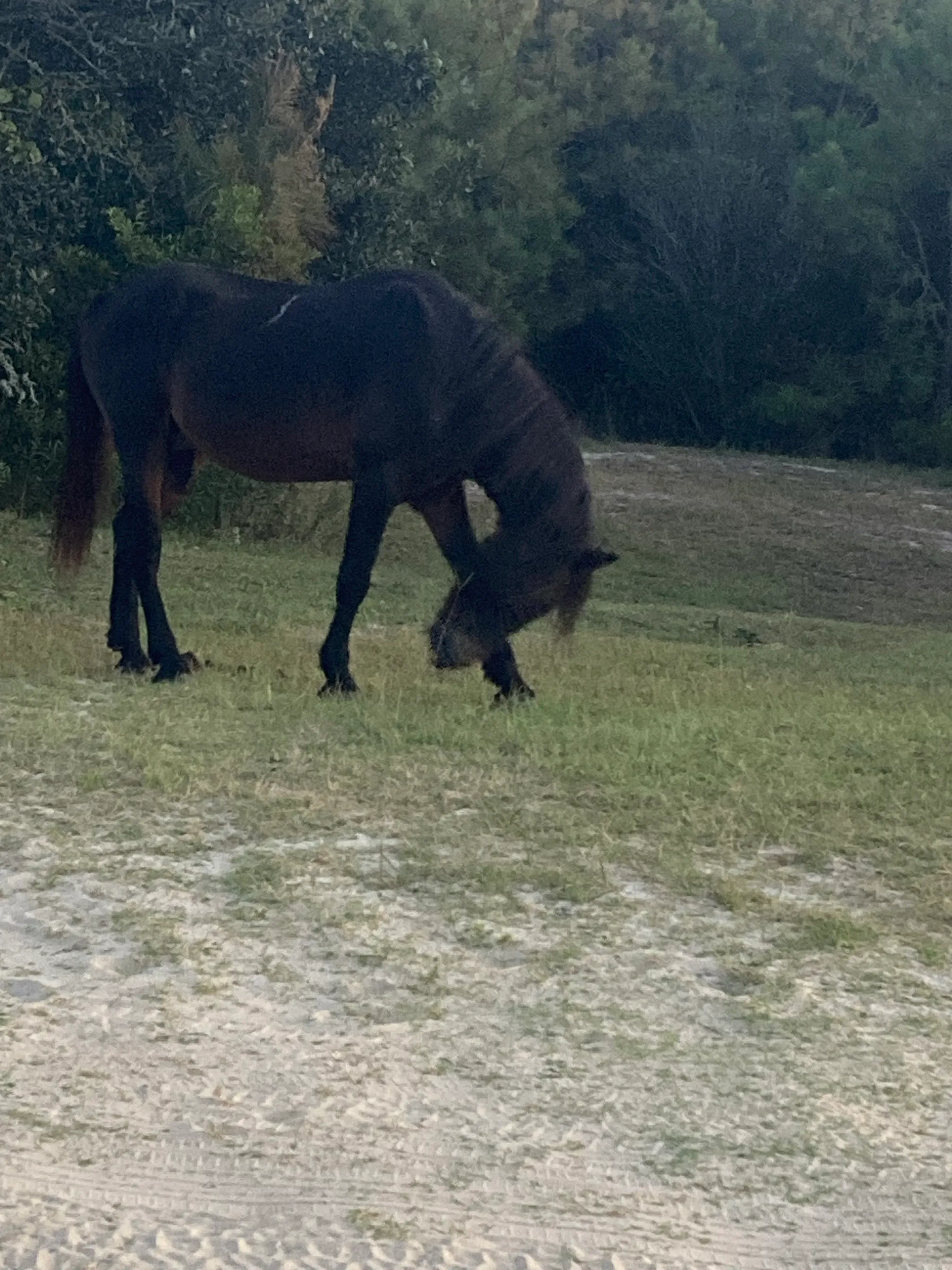 Wild Horses in Currituck National Wildlife Refuge