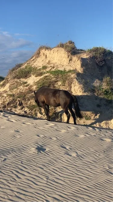 Wild Horses in Currituck National Wildlife Refuge
