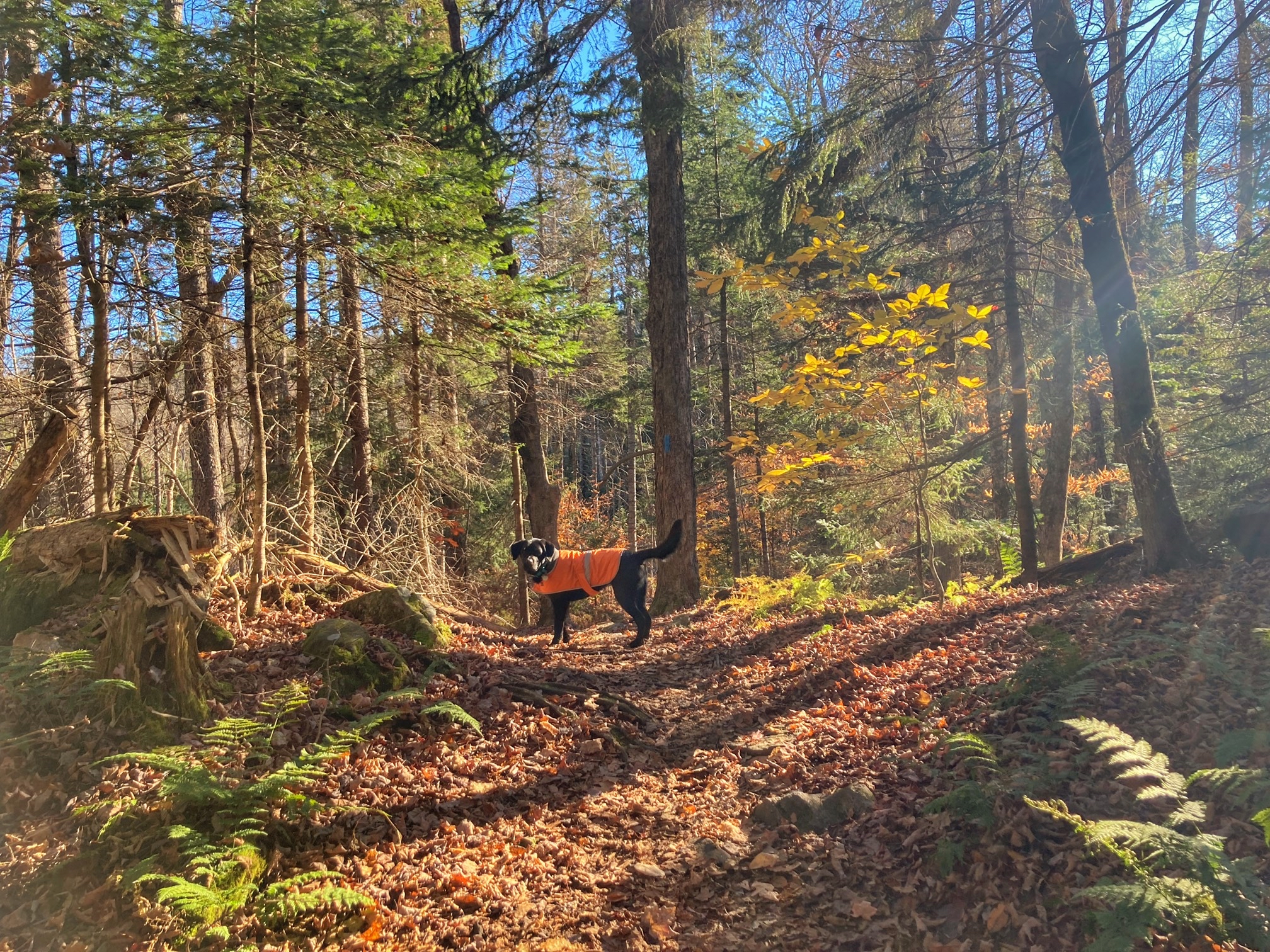 Mount Olga Fire Tower Loop