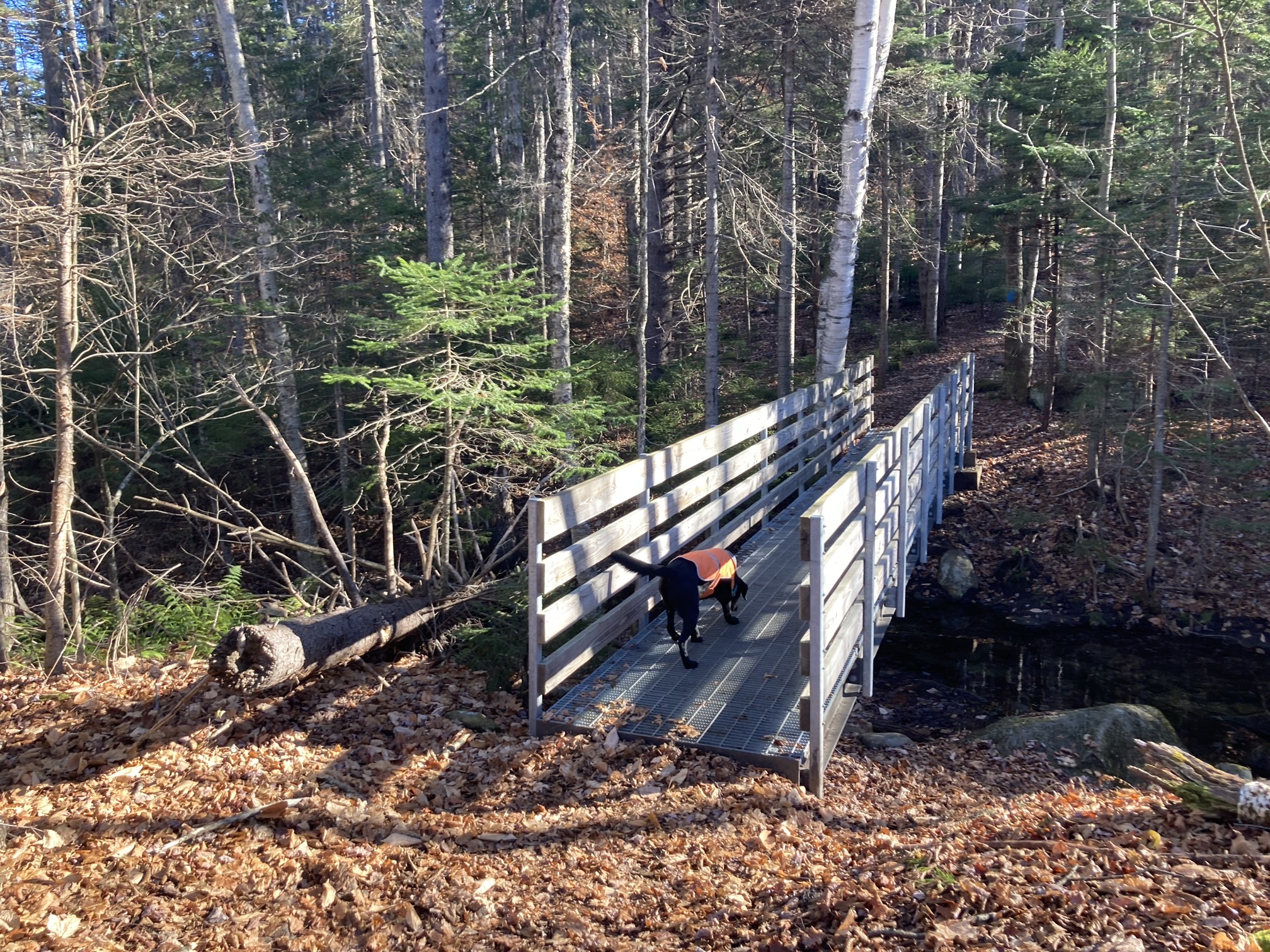 Mount Olga Fire Tower Loop