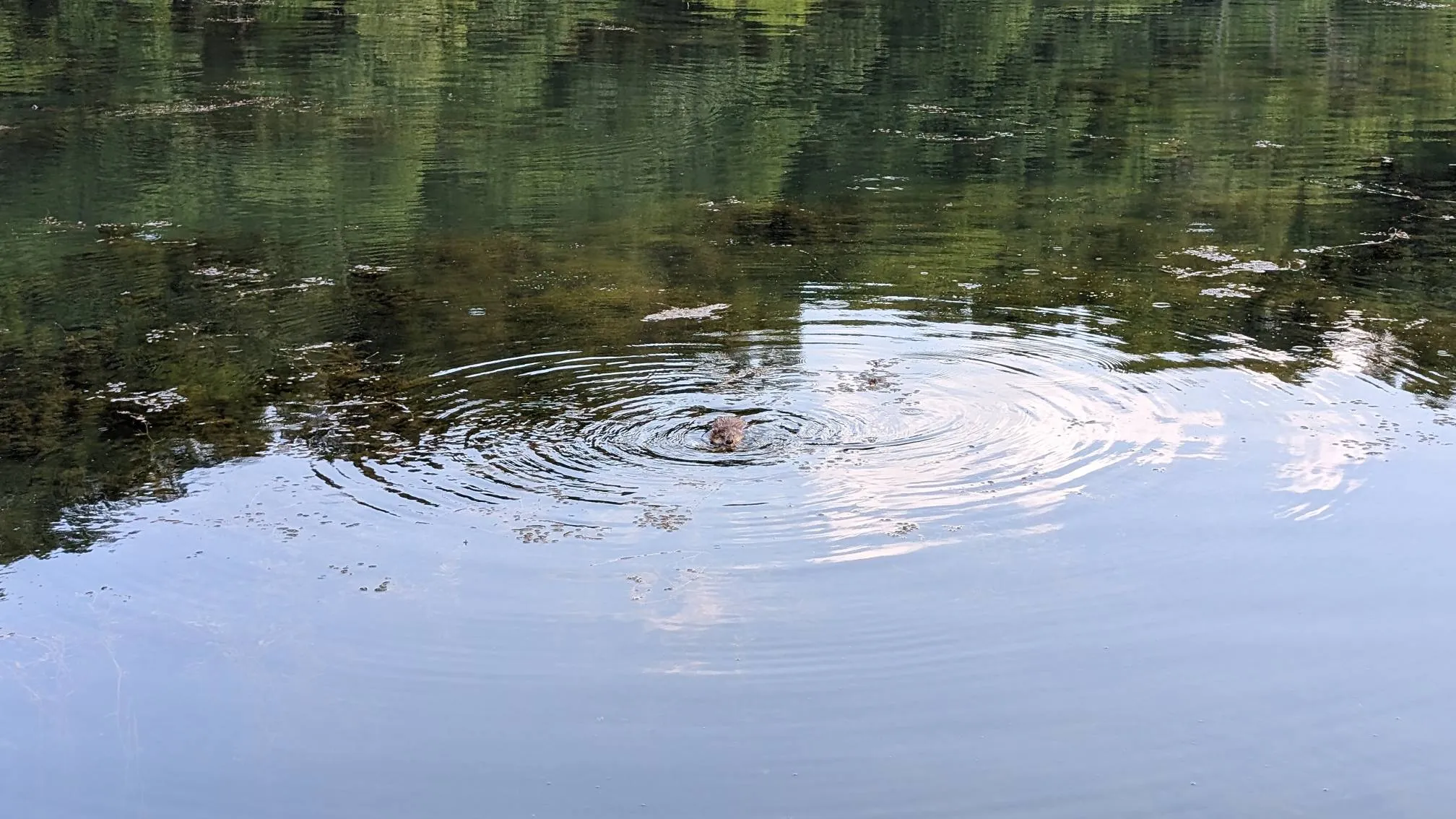 Lake Atalanta Loop