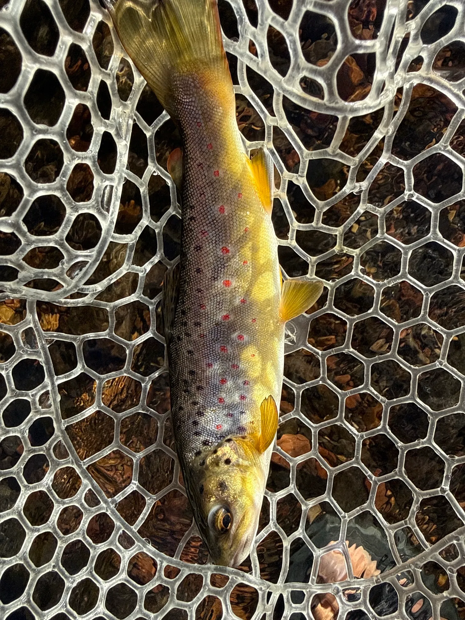Fly Fish Oak Creek