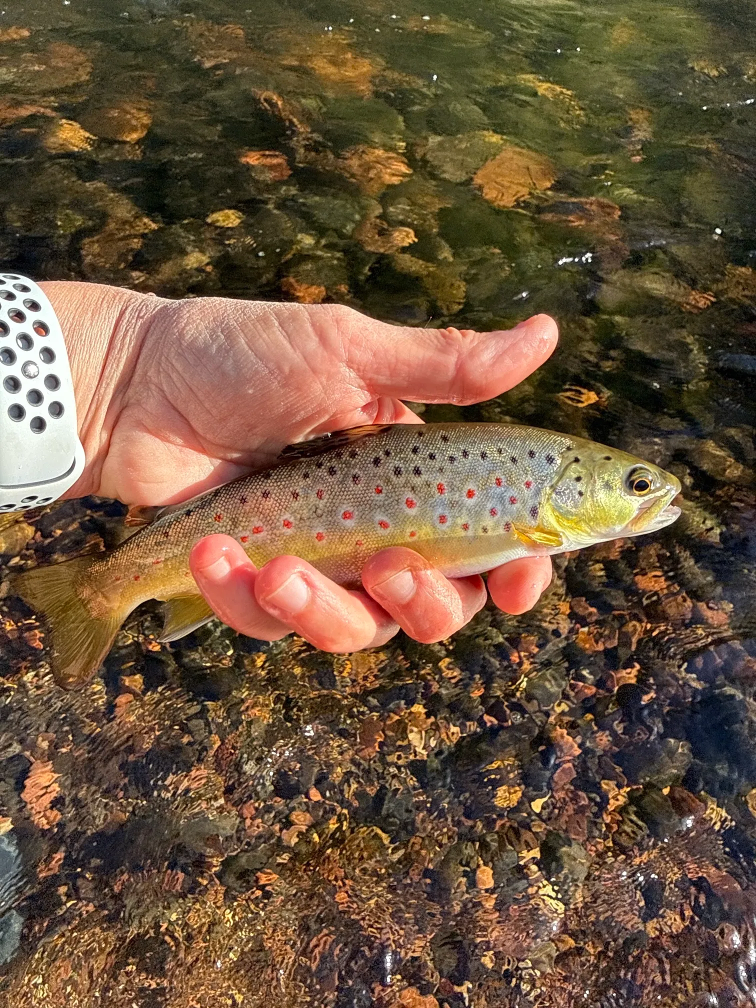 Fly Fish Oak Creek
