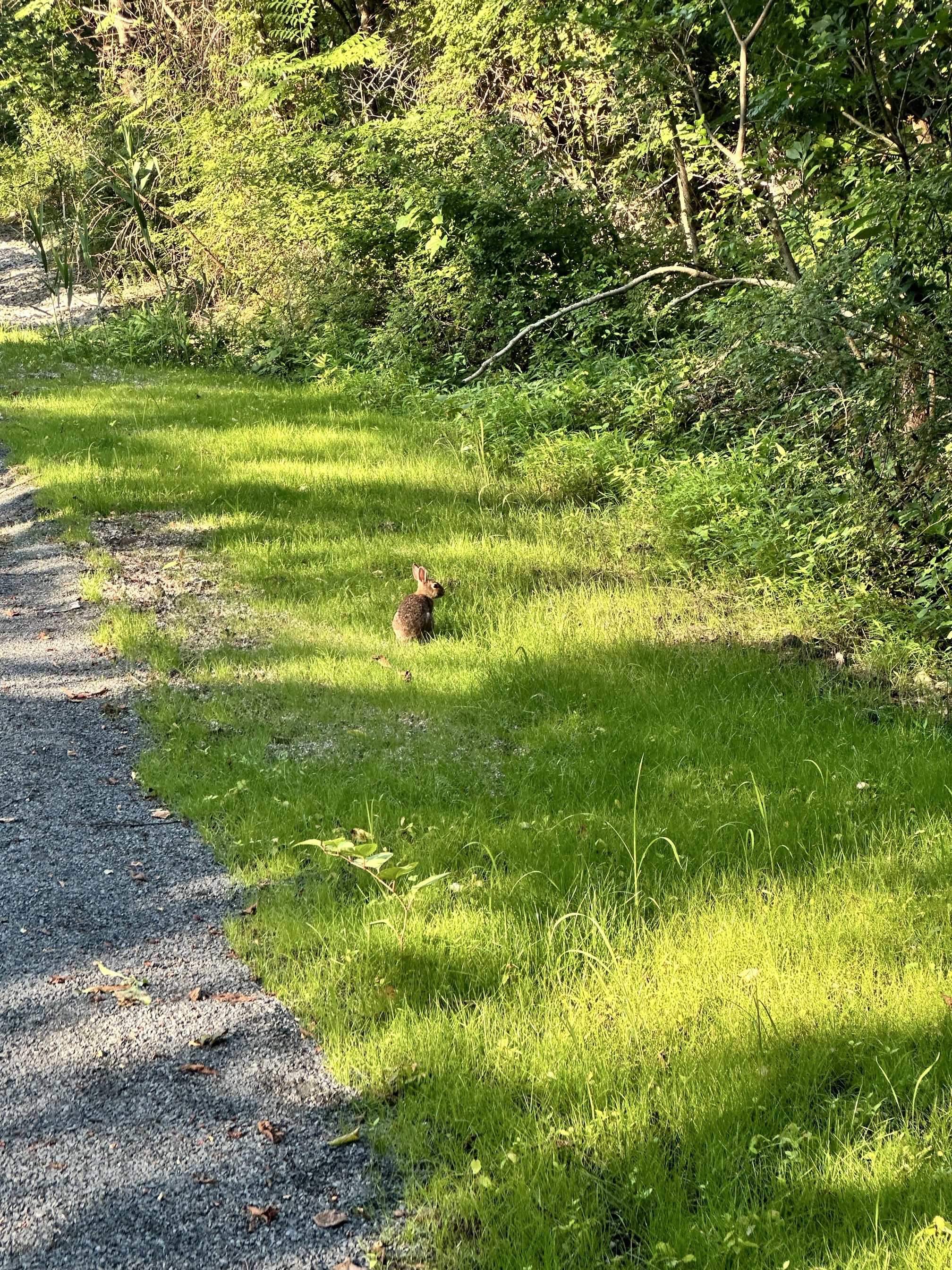 Swan Lake Loop