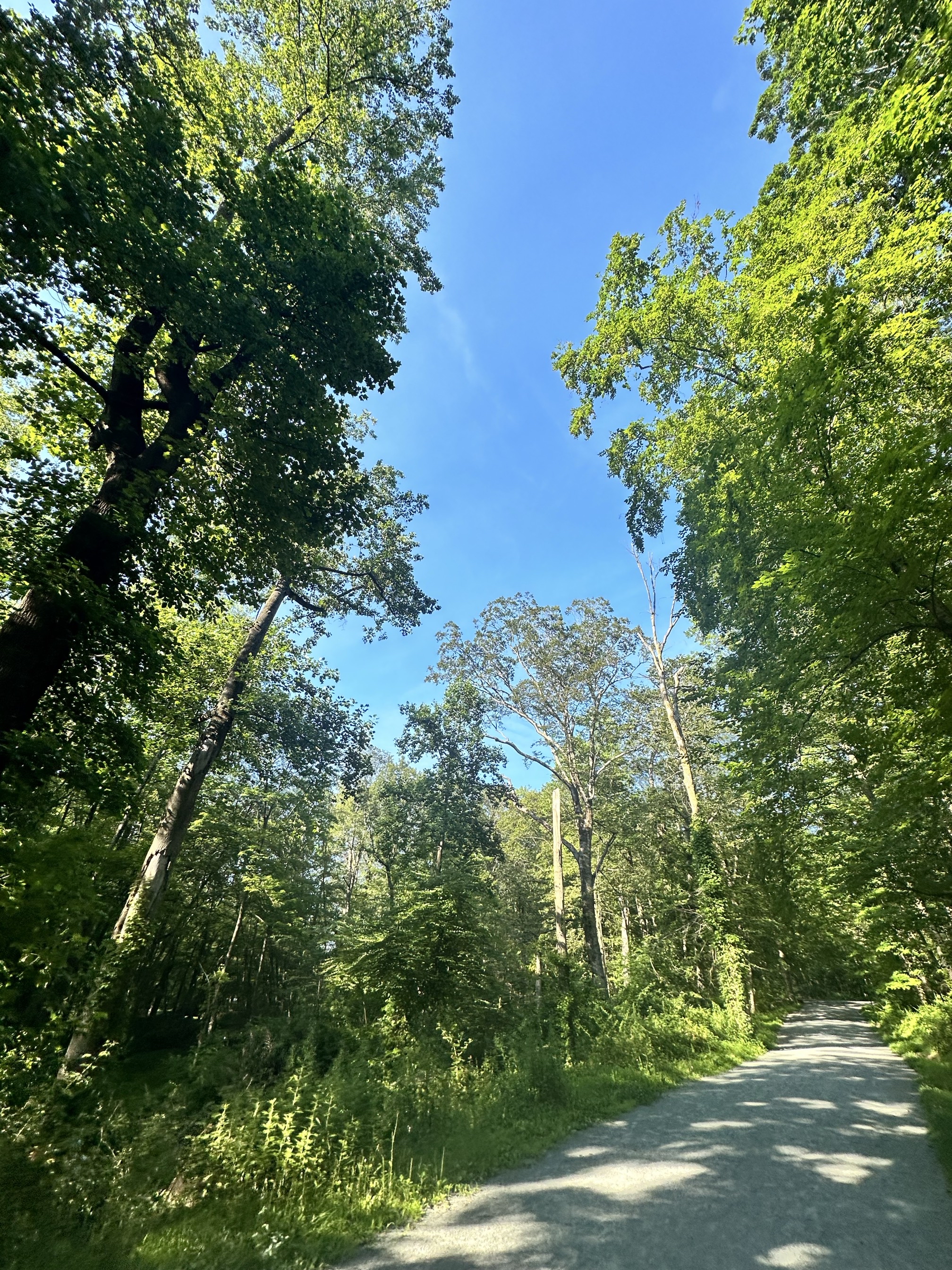 Swan Lake Loop