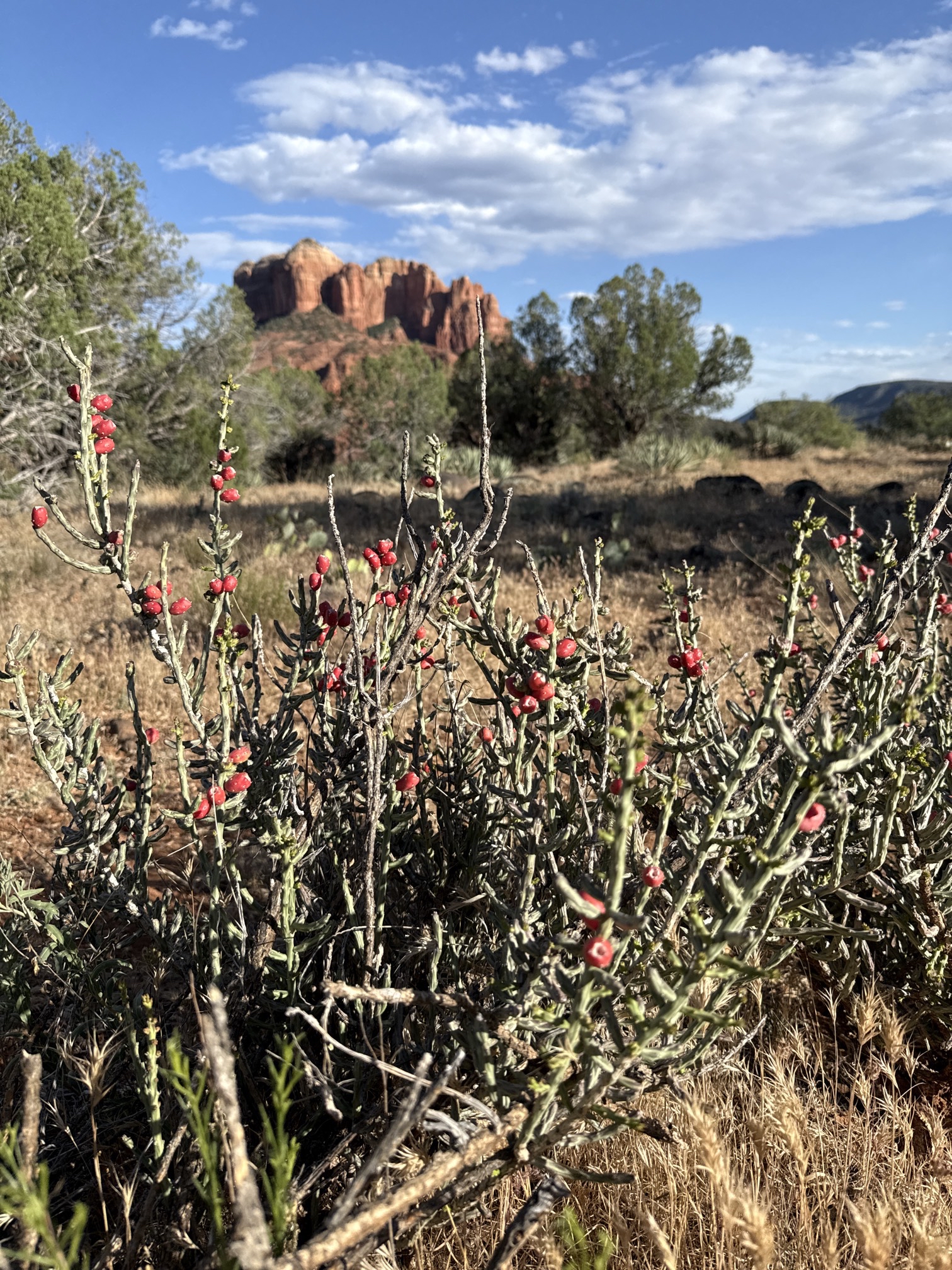 Secret Slickrock Trail