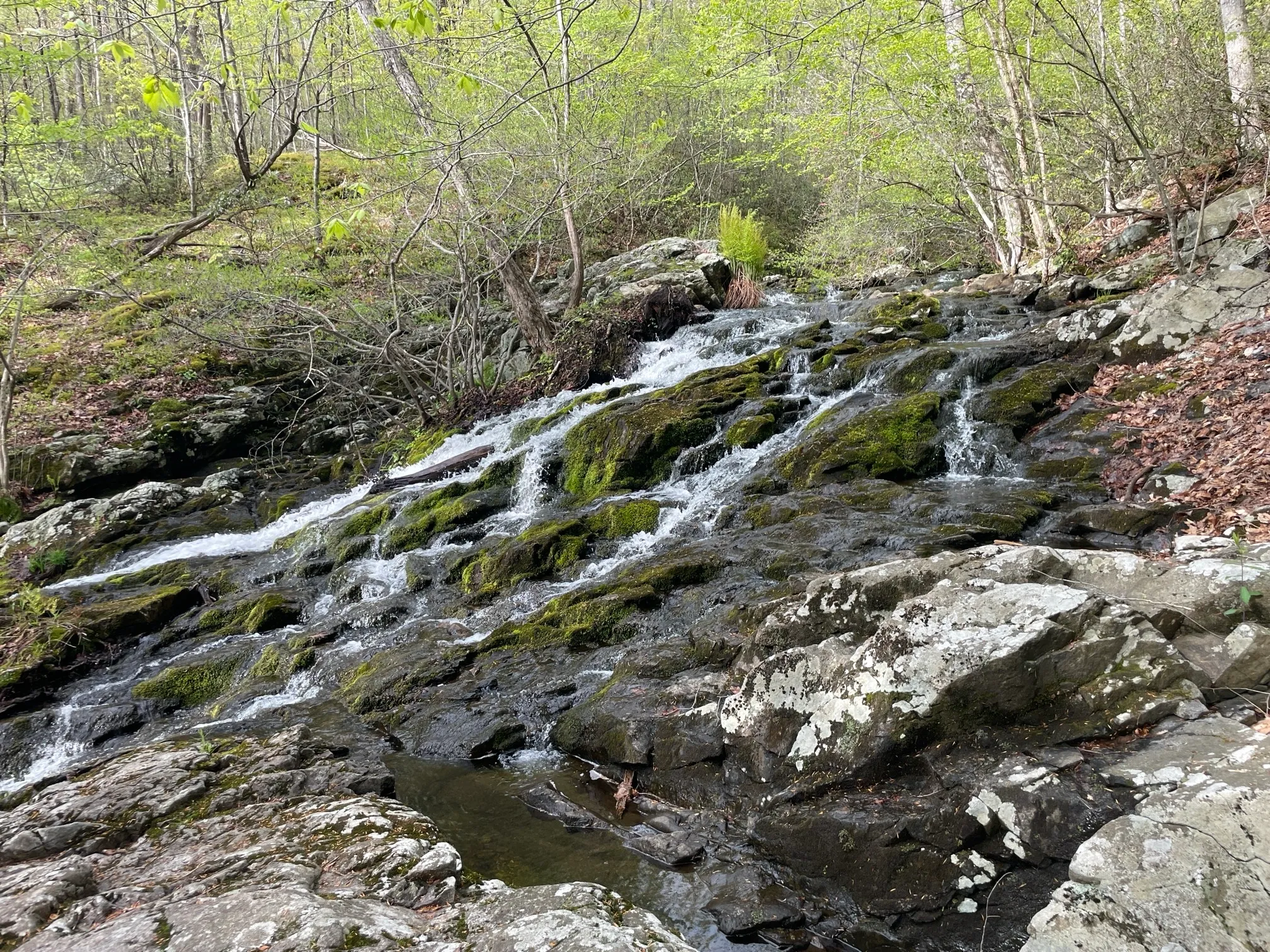 Norvin Green State Forest Loop