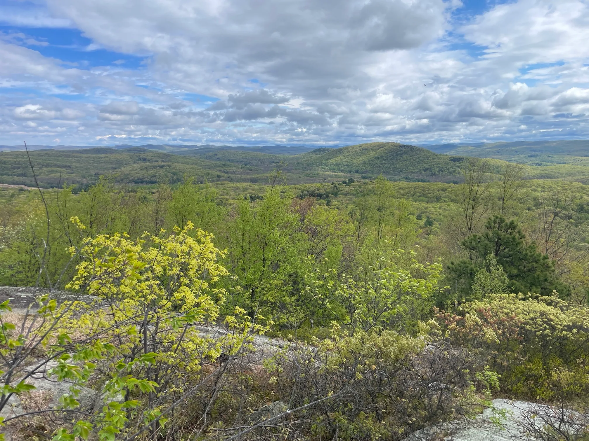 Norvin Green State Forest Loop