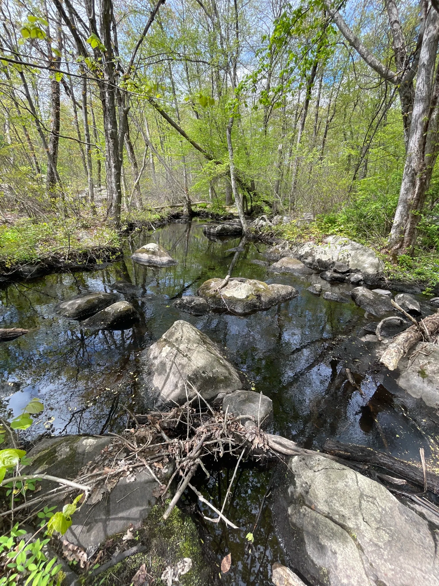 Norvin Green State Forest Loop