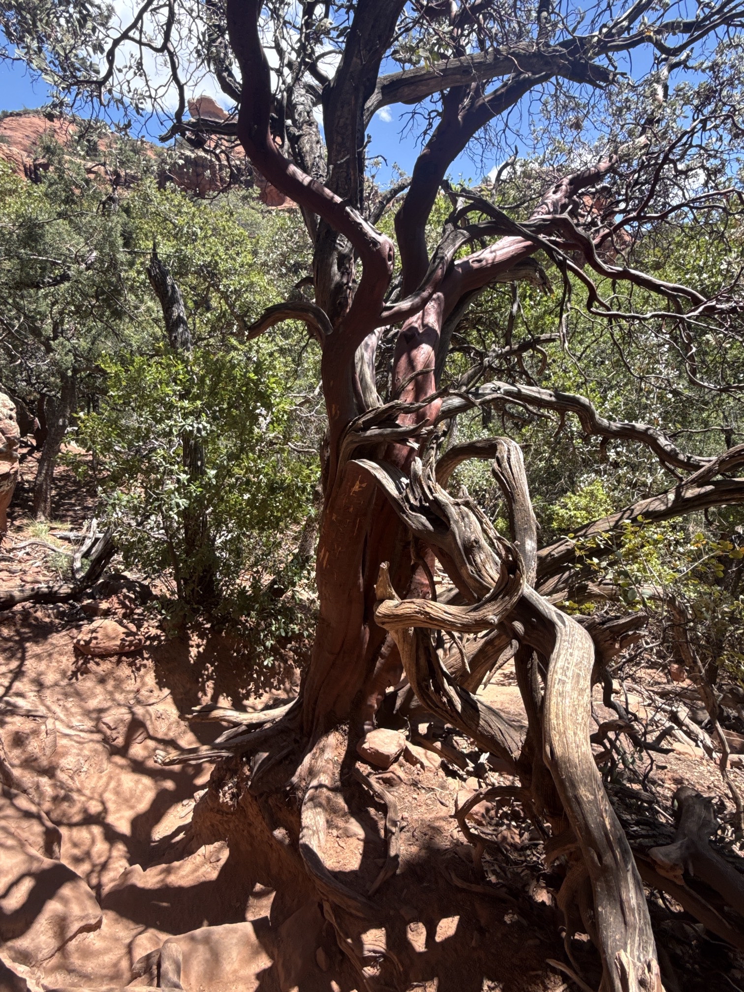 Boynton Canyon Trail