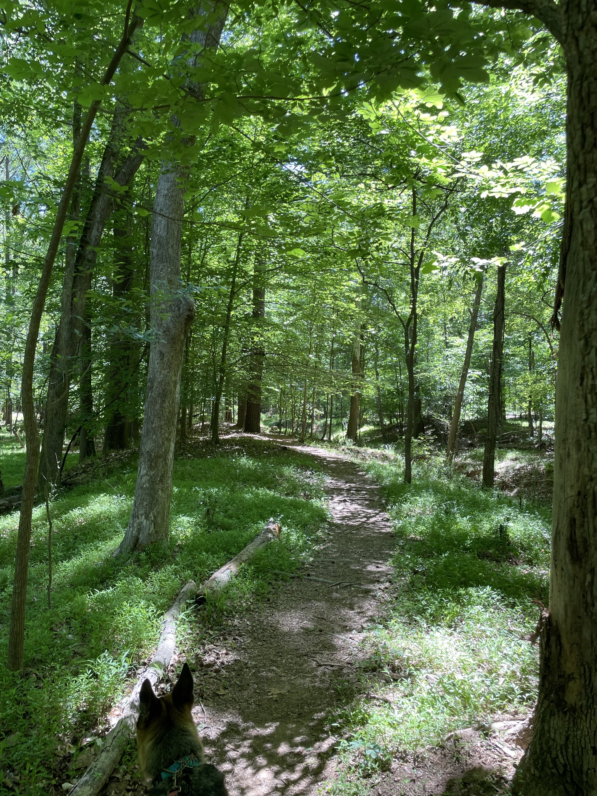 Lower Booker Creek Trail