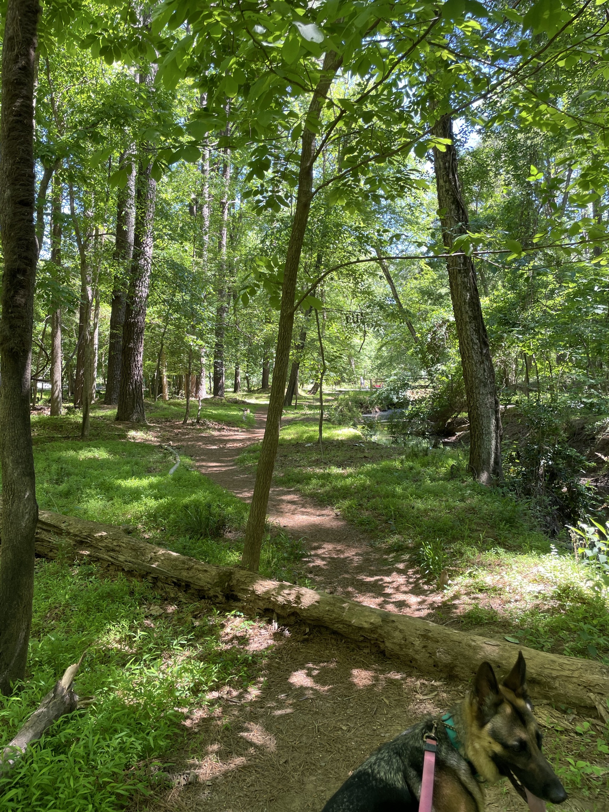 Lower Booker Creek Trail