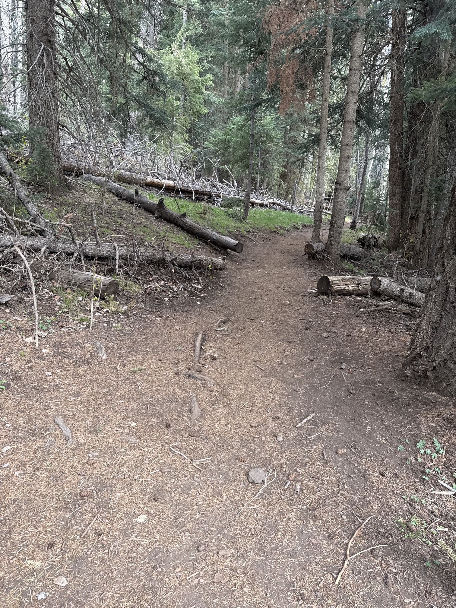 Kachina Trail #150