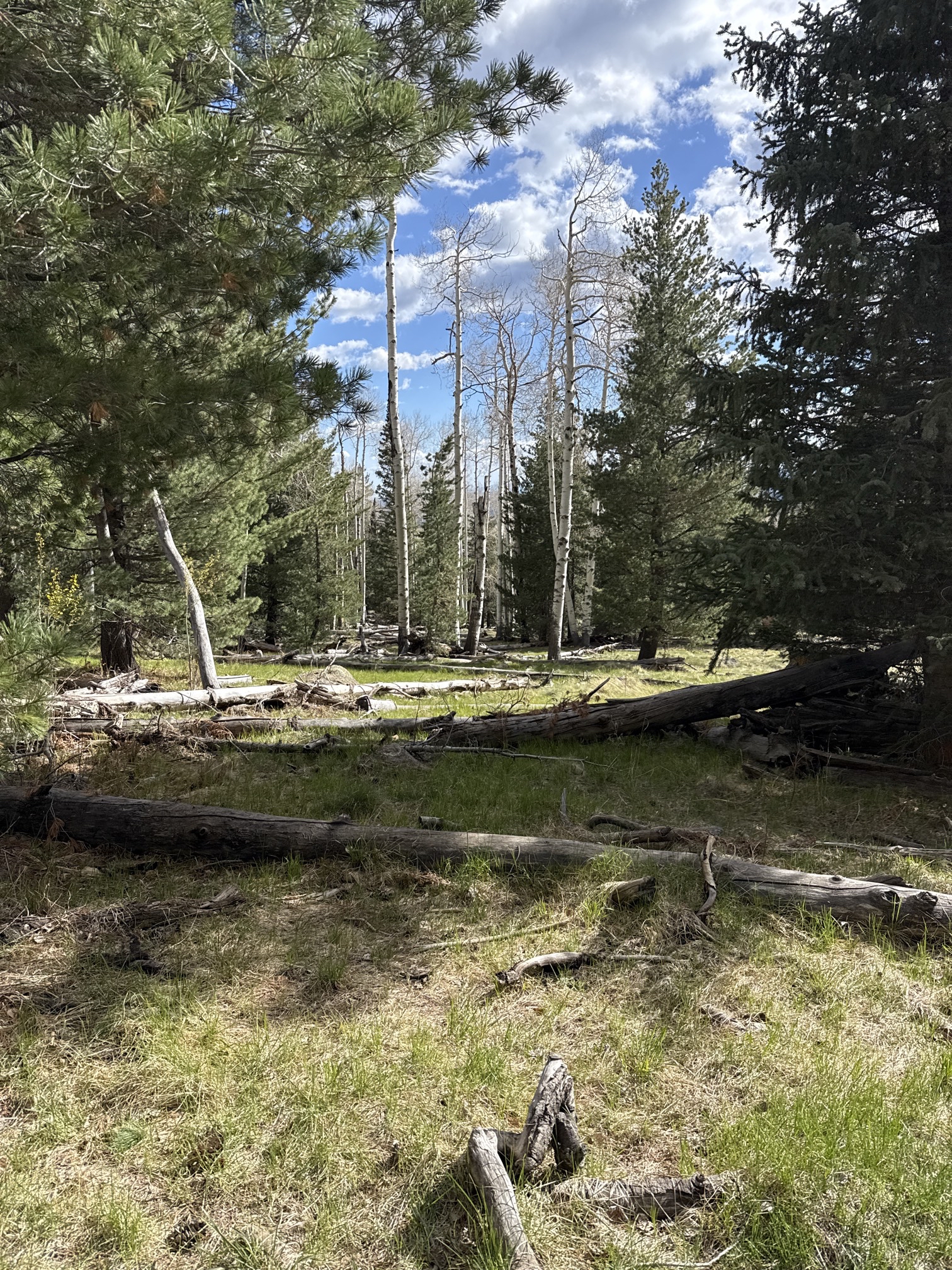 Kachina Trail #150