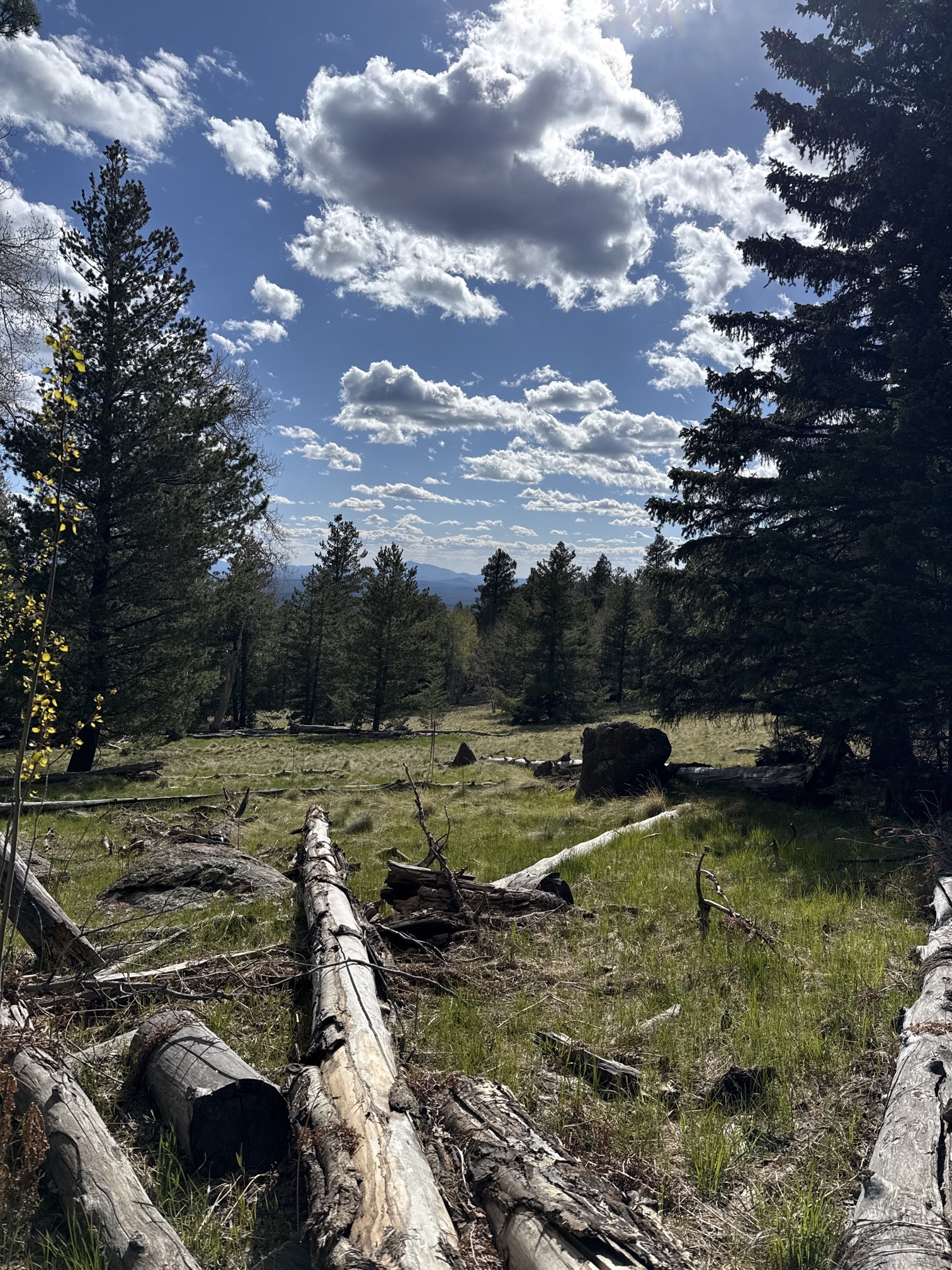Kachina Trail #150