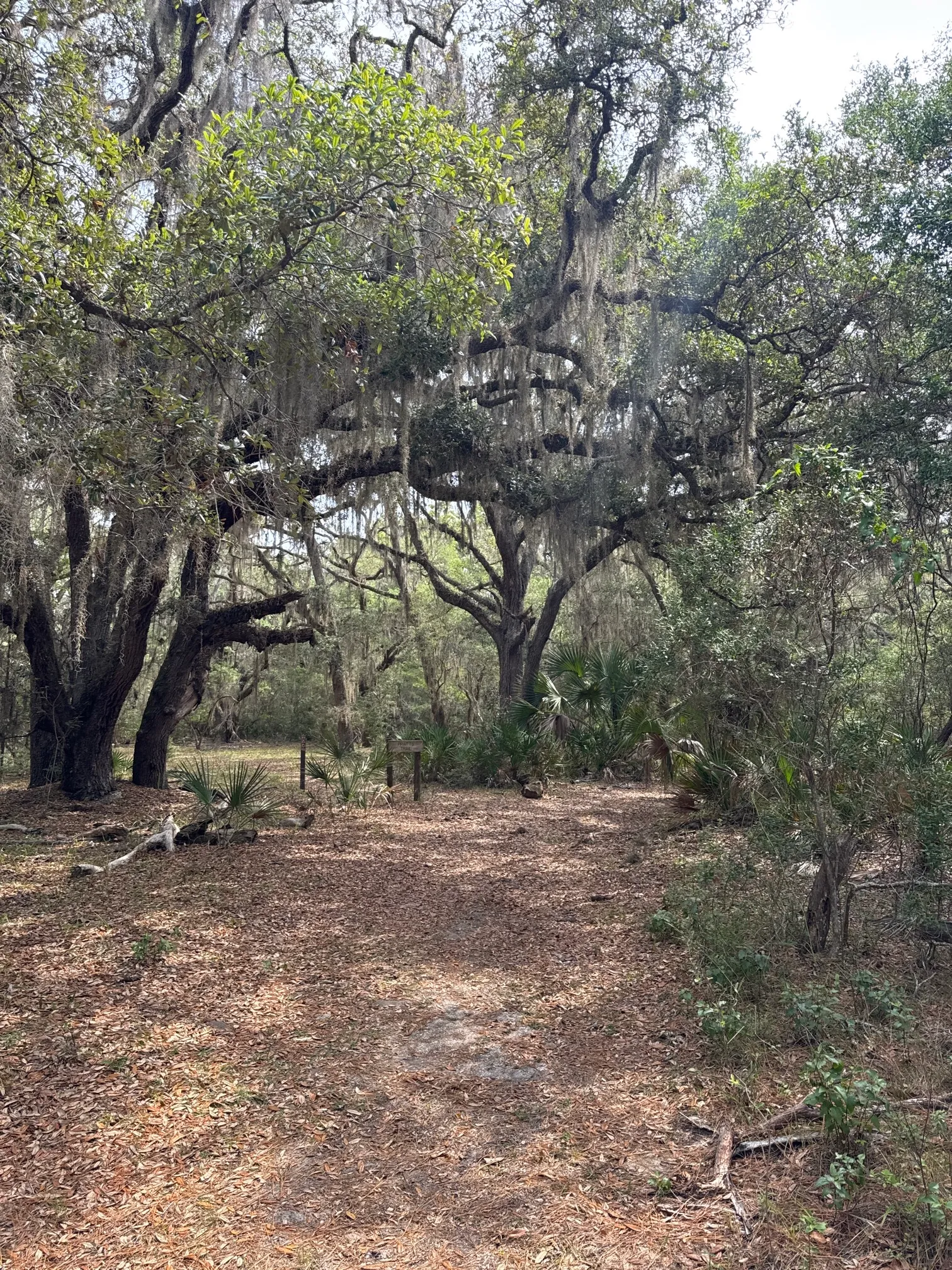 Stafford Beach on Cumberland Island