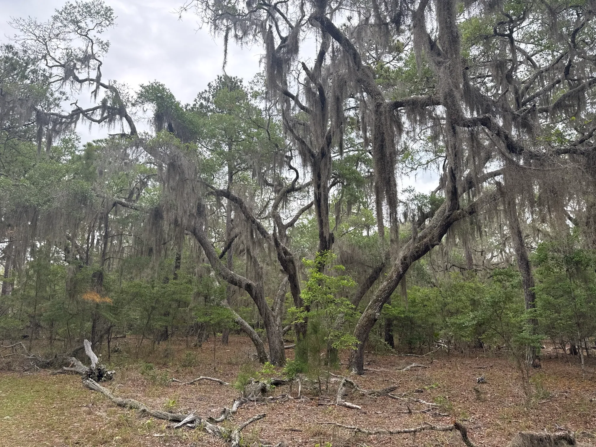 Stafford Beach on Cumberland Island