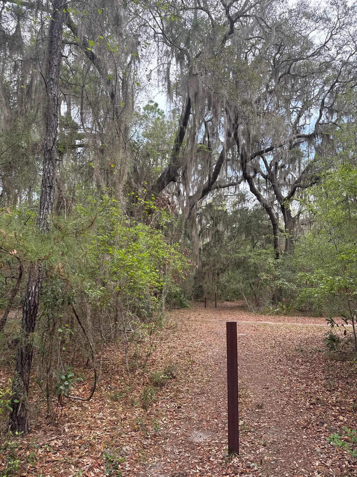 Stafford Beach on Cumberland Island