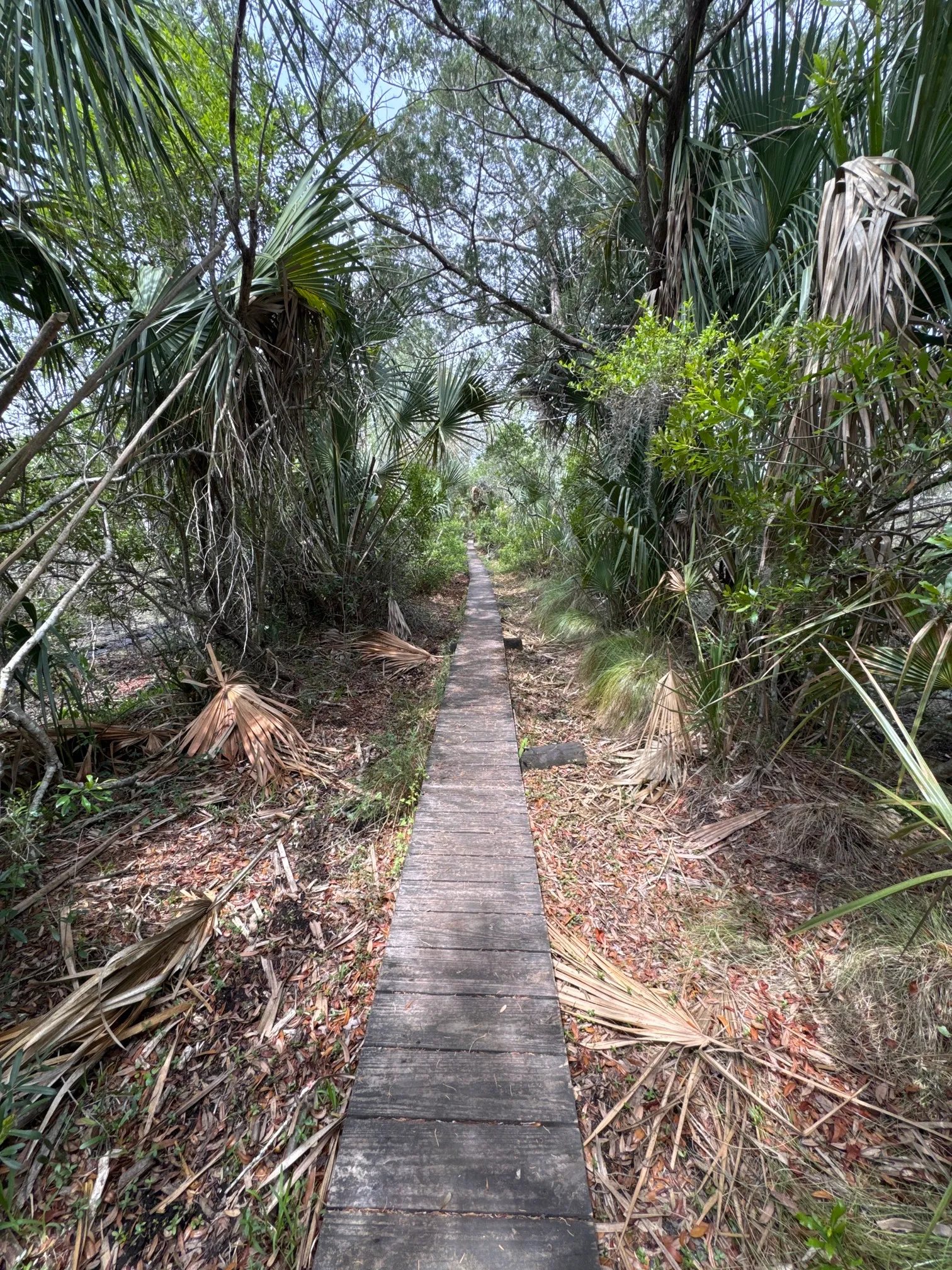 Stafford Beach on Cumberland Island