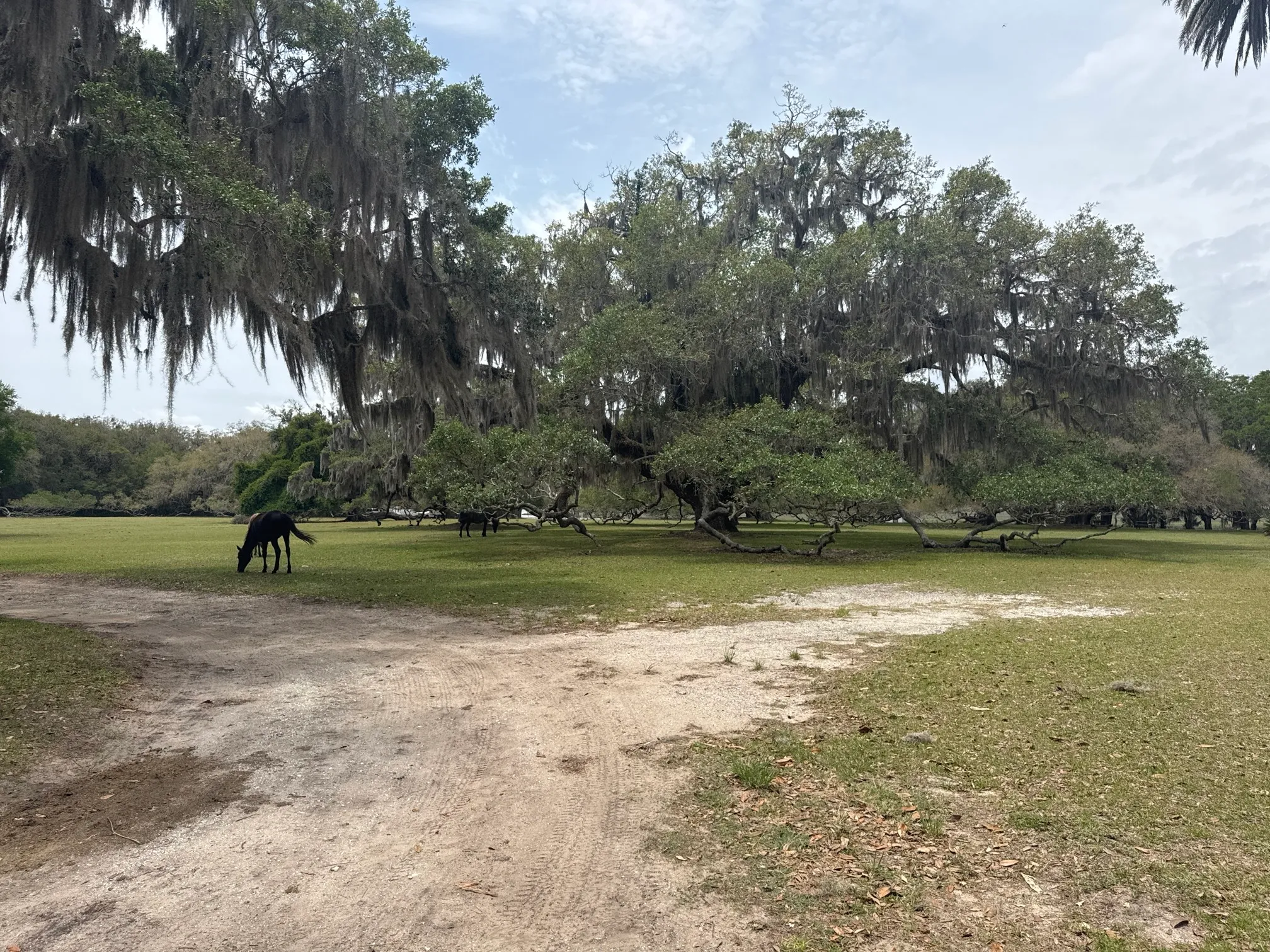 Stafford Beach on Cumberland Island