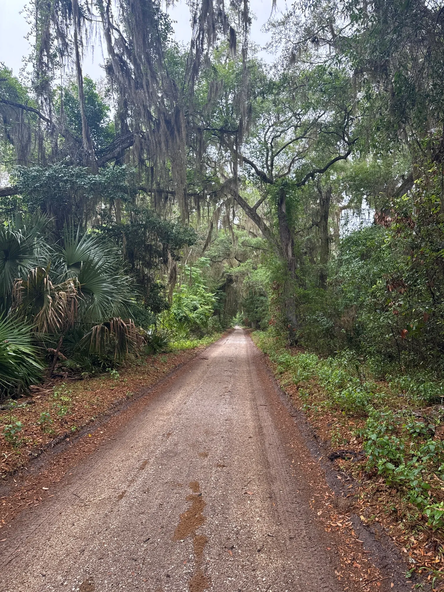 Stafford Beach on Cumberland Island