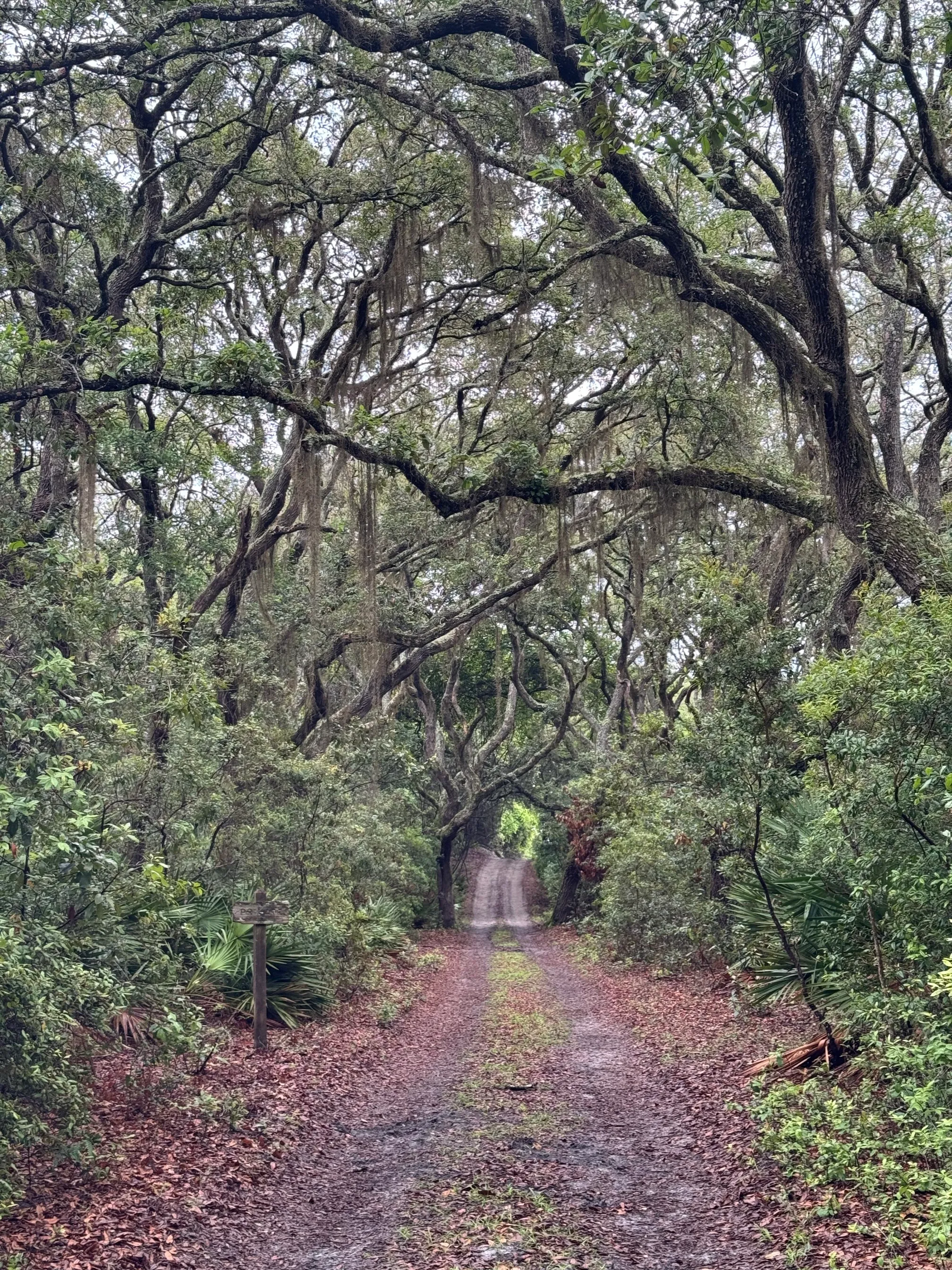 Stafford Beach on Cumberland Island