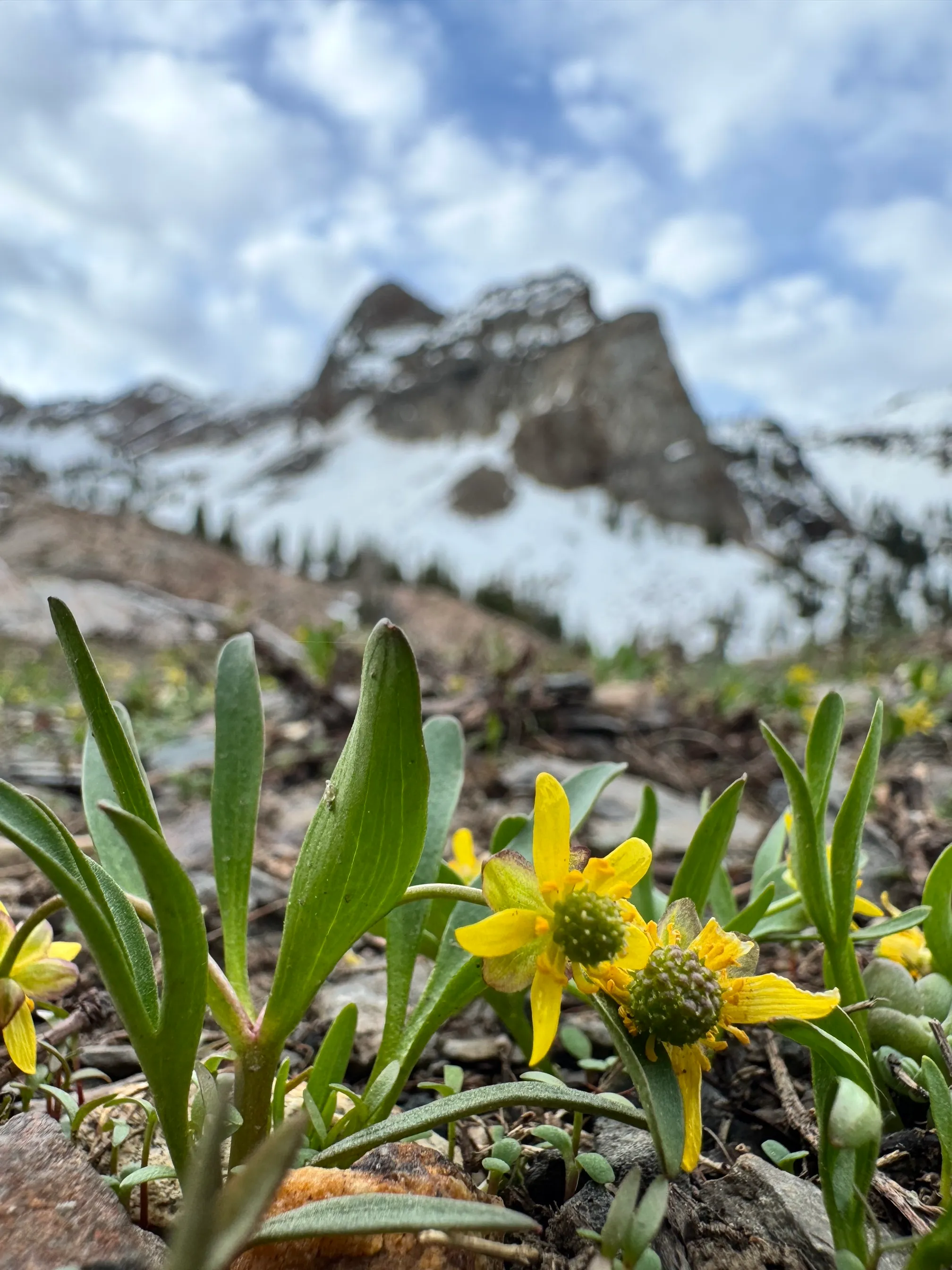 Lake Blanche Trail