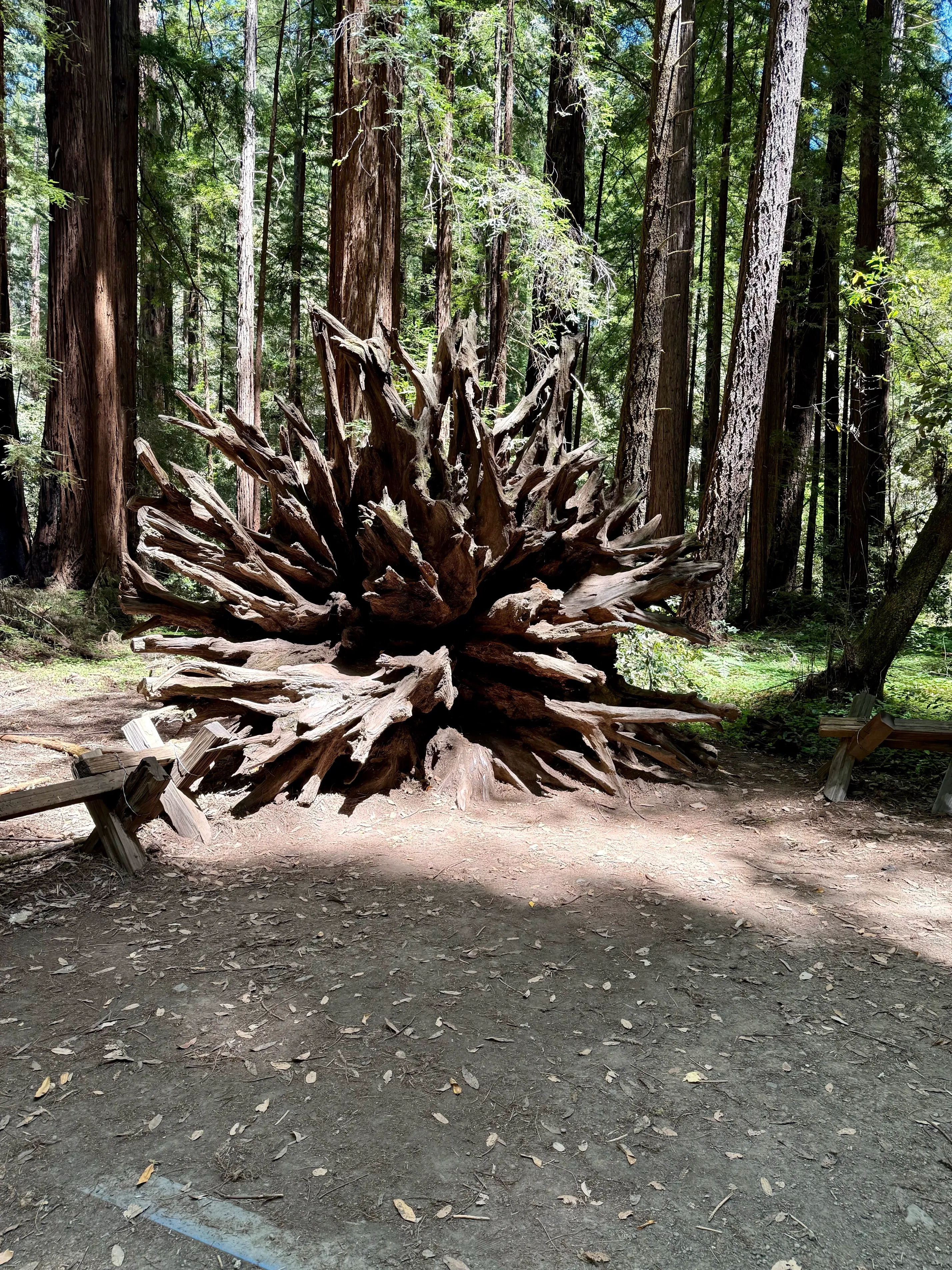 Armstrong Redwoods Grove Loop
