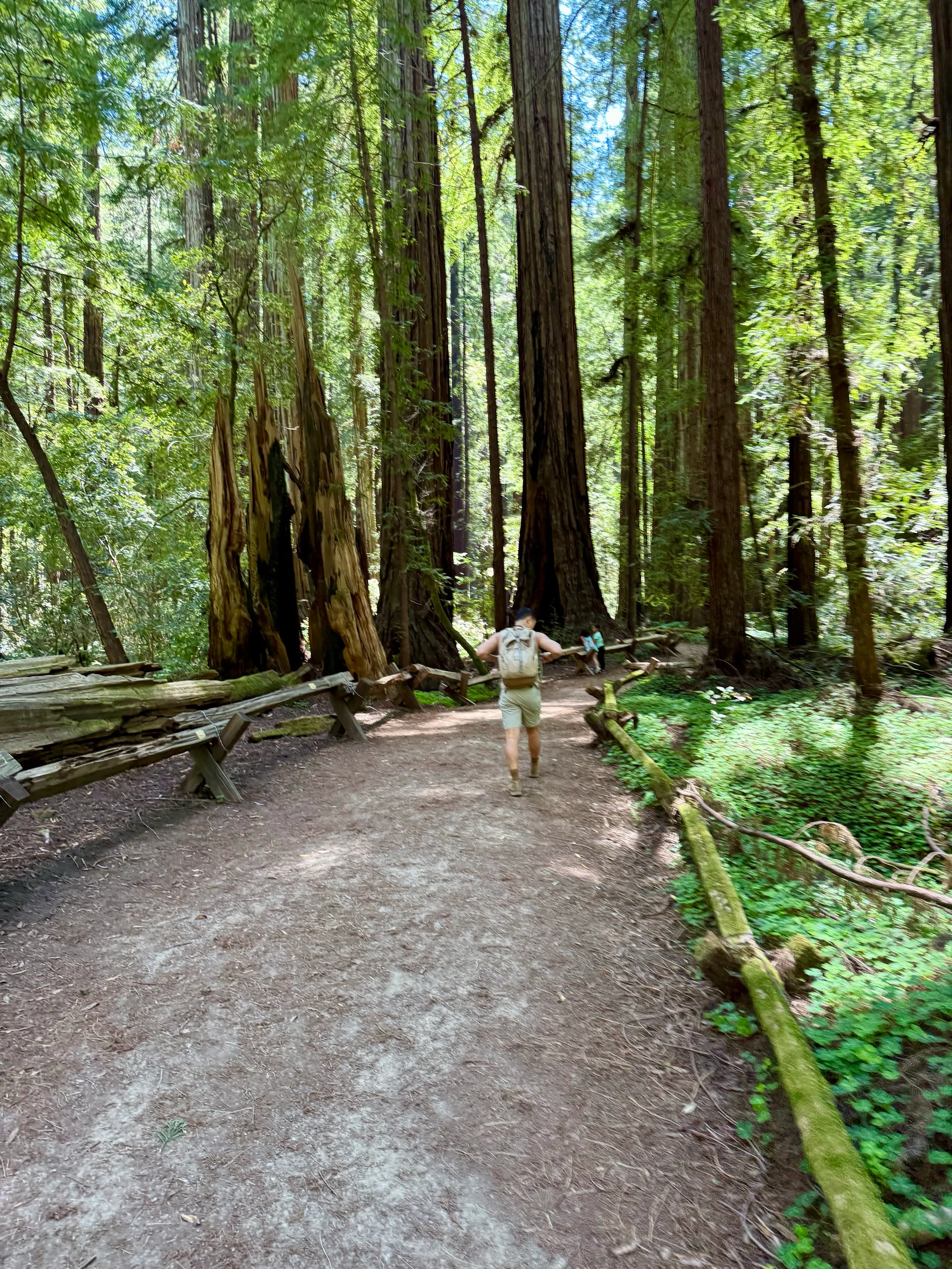 Armstrong Redwoods Grove Loop
