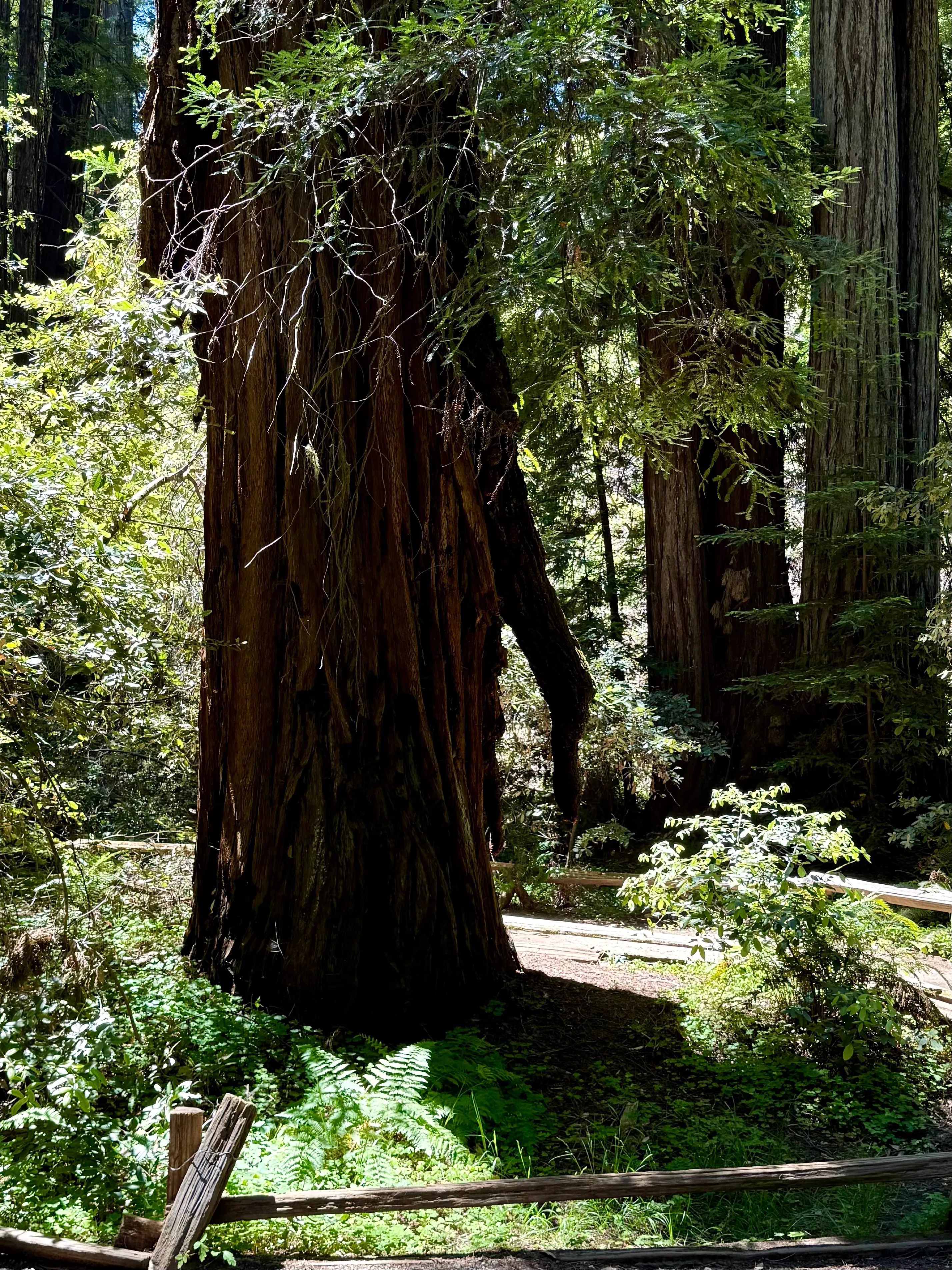 Armstrong Redwoods Grove Loop