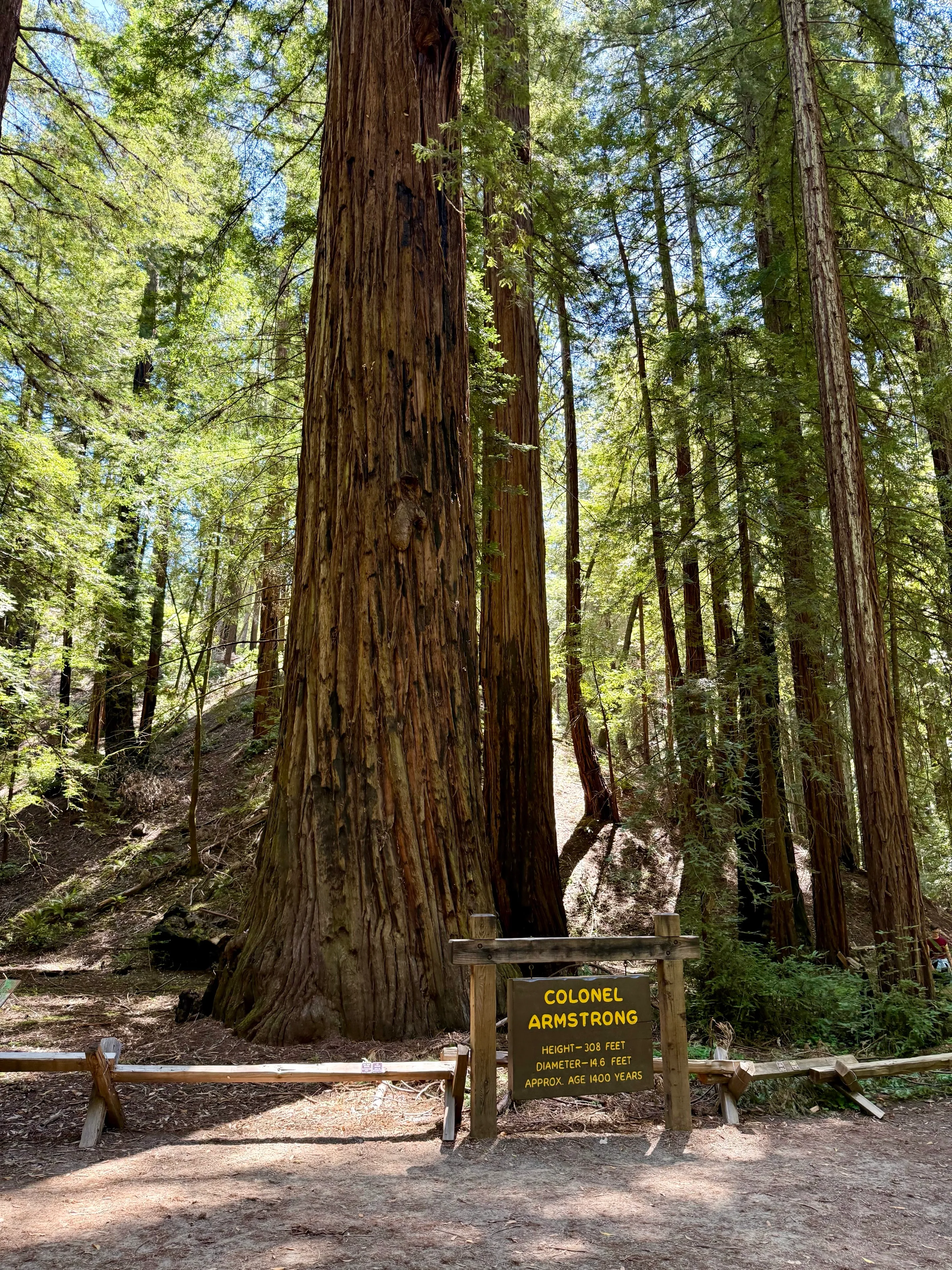 Armstrong Redwoods Grove Loop