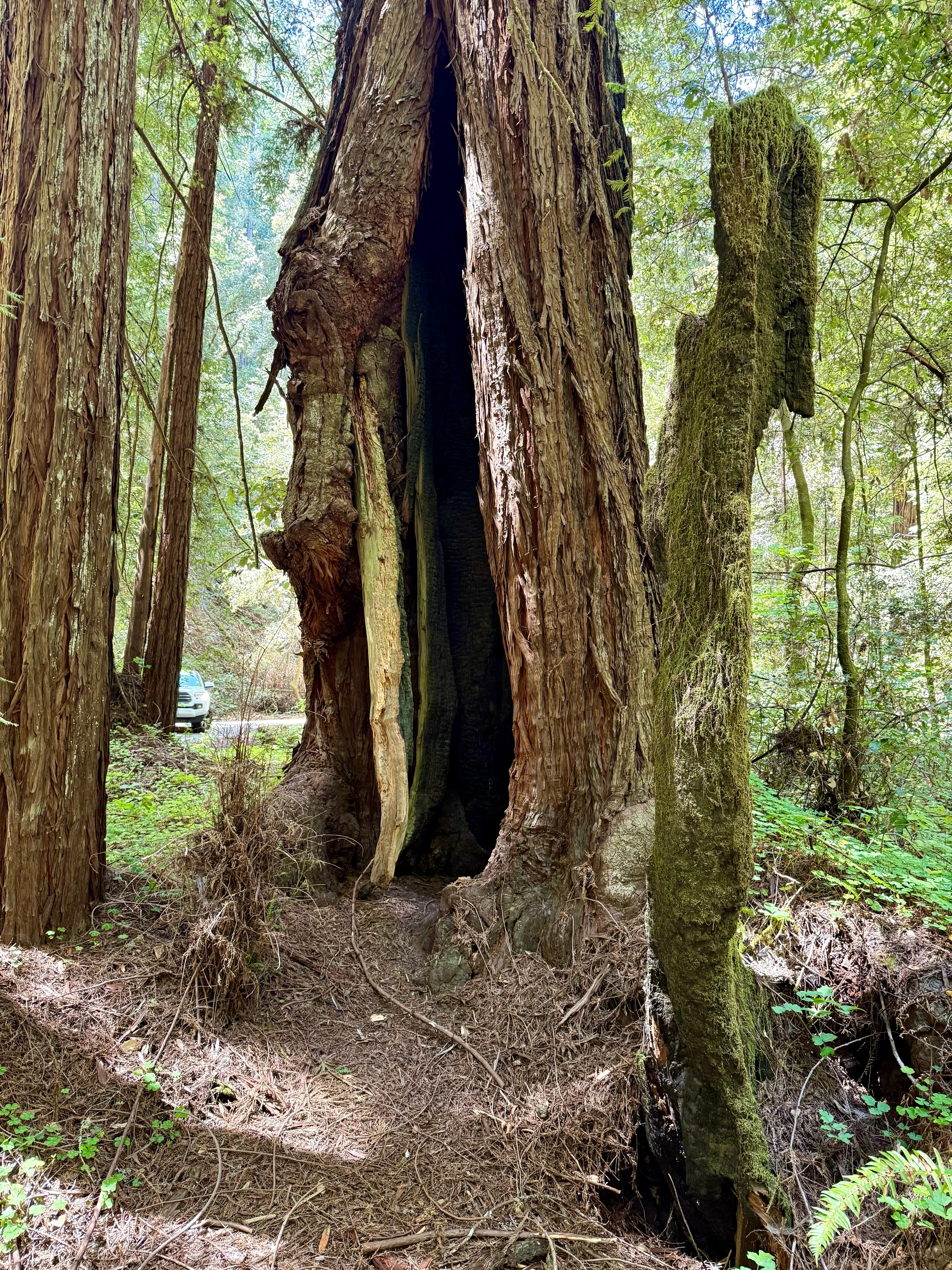 Armstrong Redwoods Grove Loop
