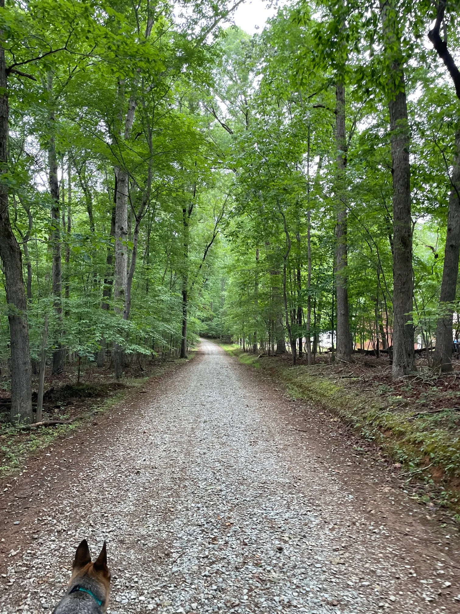 Concrete and Wooden Bridge Fire Road Loop Trail