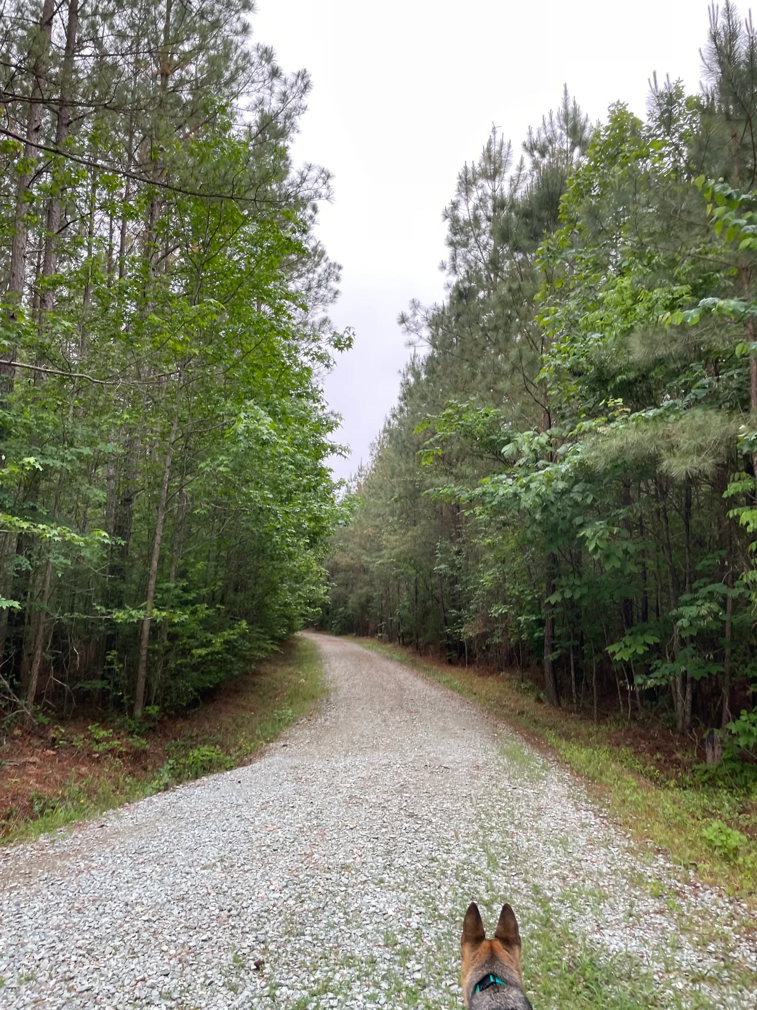 Concrete and Wooden Bridge Fire Road Loop Trail