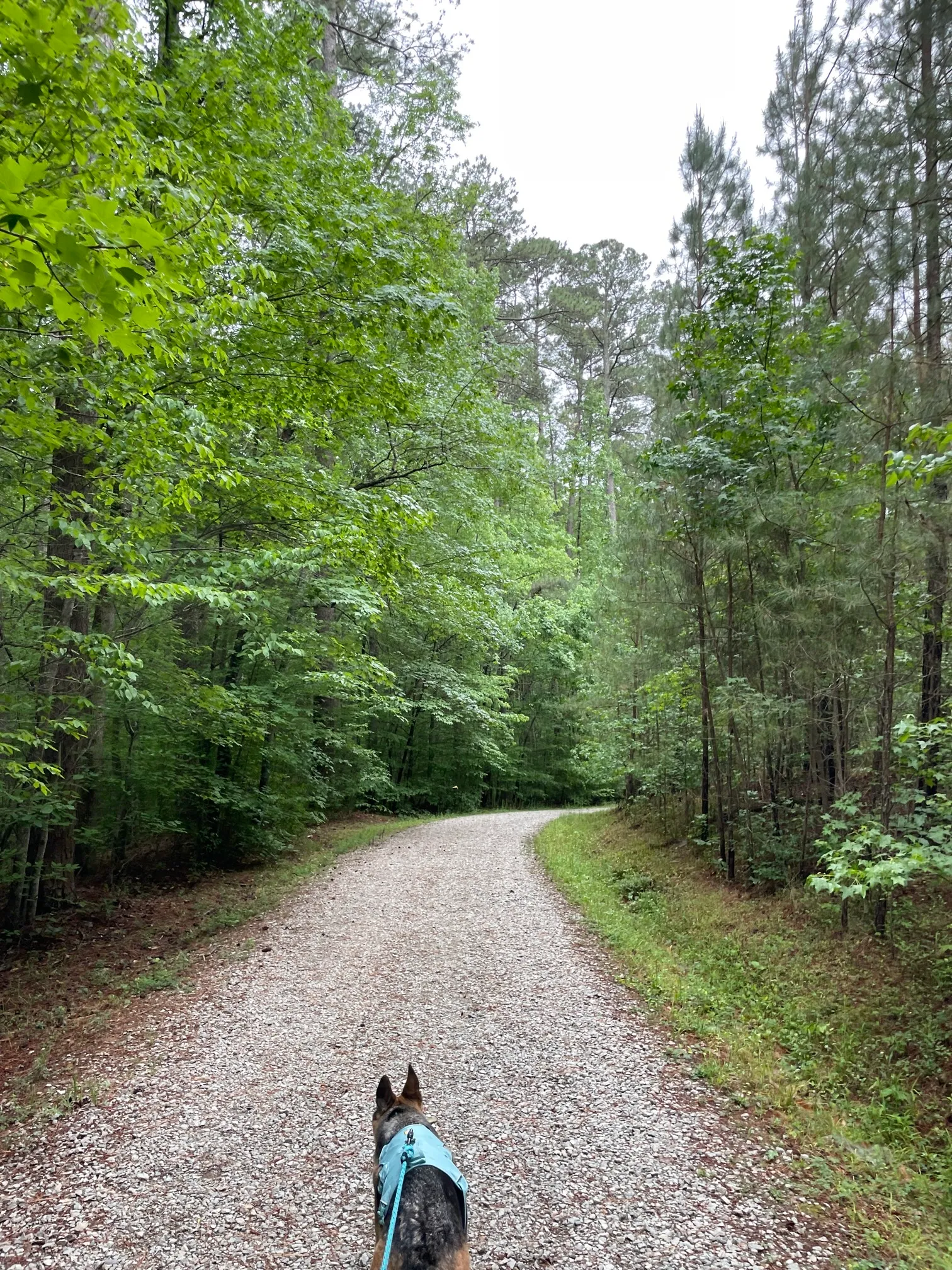 Concrete and Wooden Bridge Fire Road Loop Trail