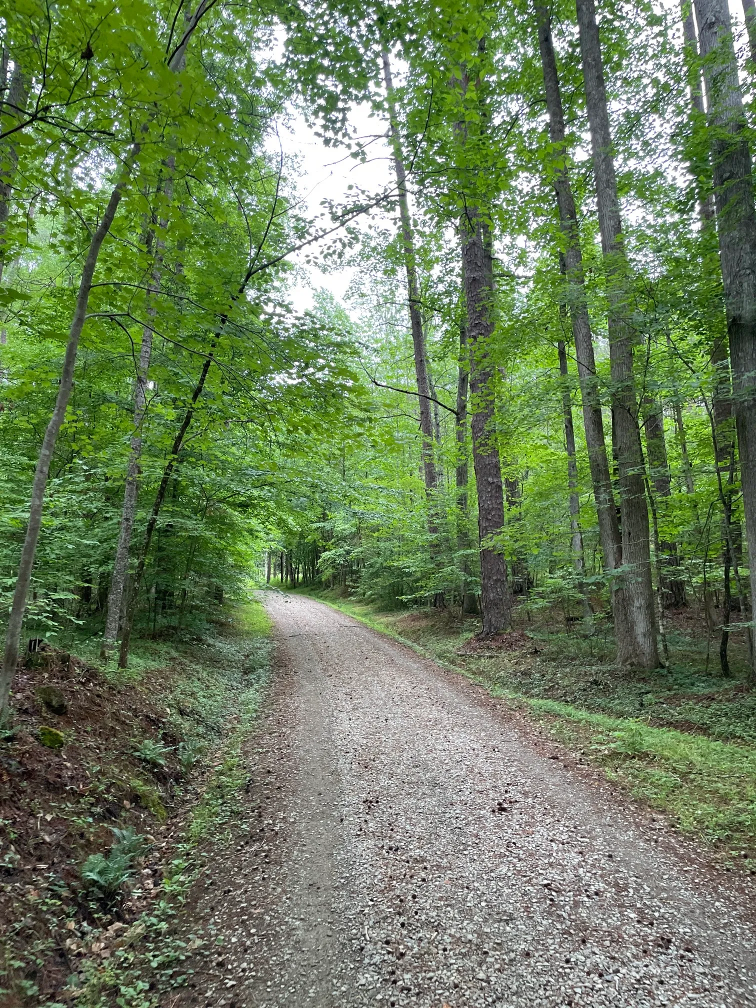 Concrete and Wooden Bridge Fire Road Loop Trail